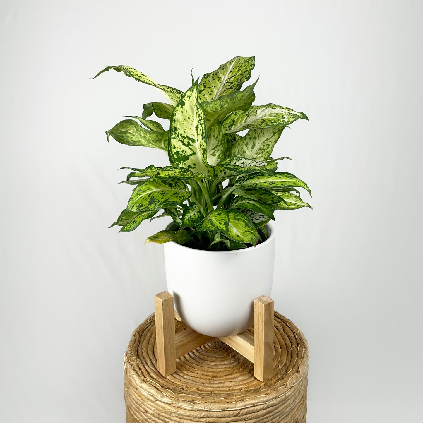 Dieffenbachia Amy