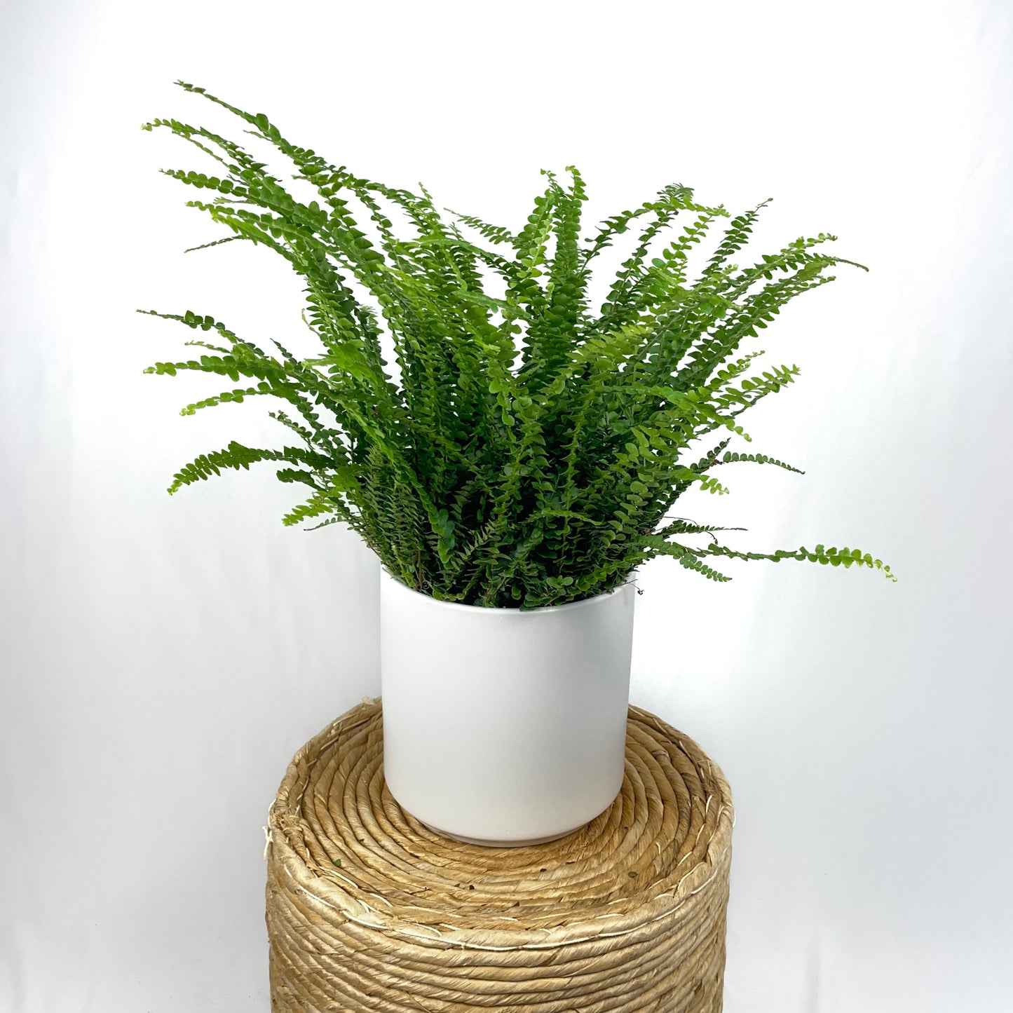 Lemon Button Fern