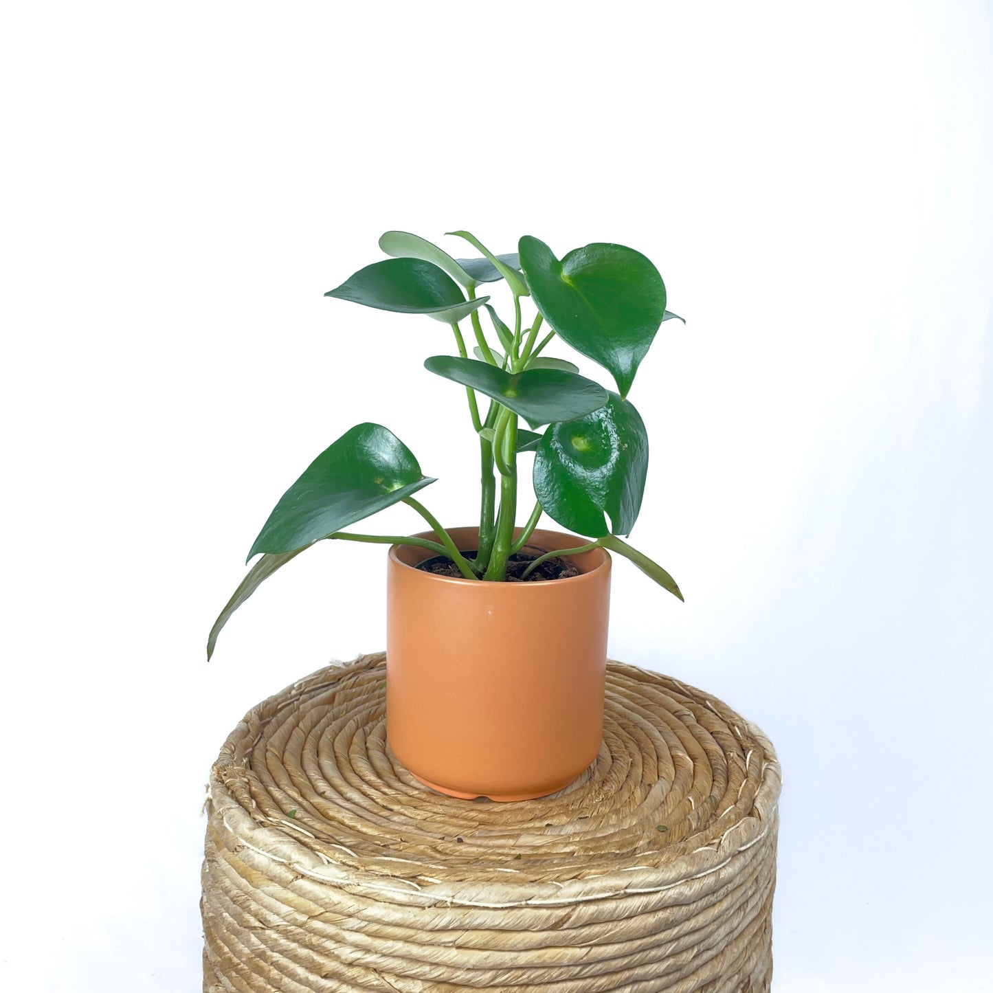 Peperomia Owl Eye