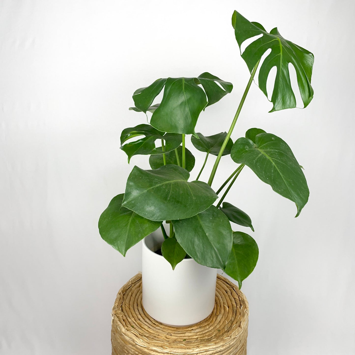 Monstera Deliciosa