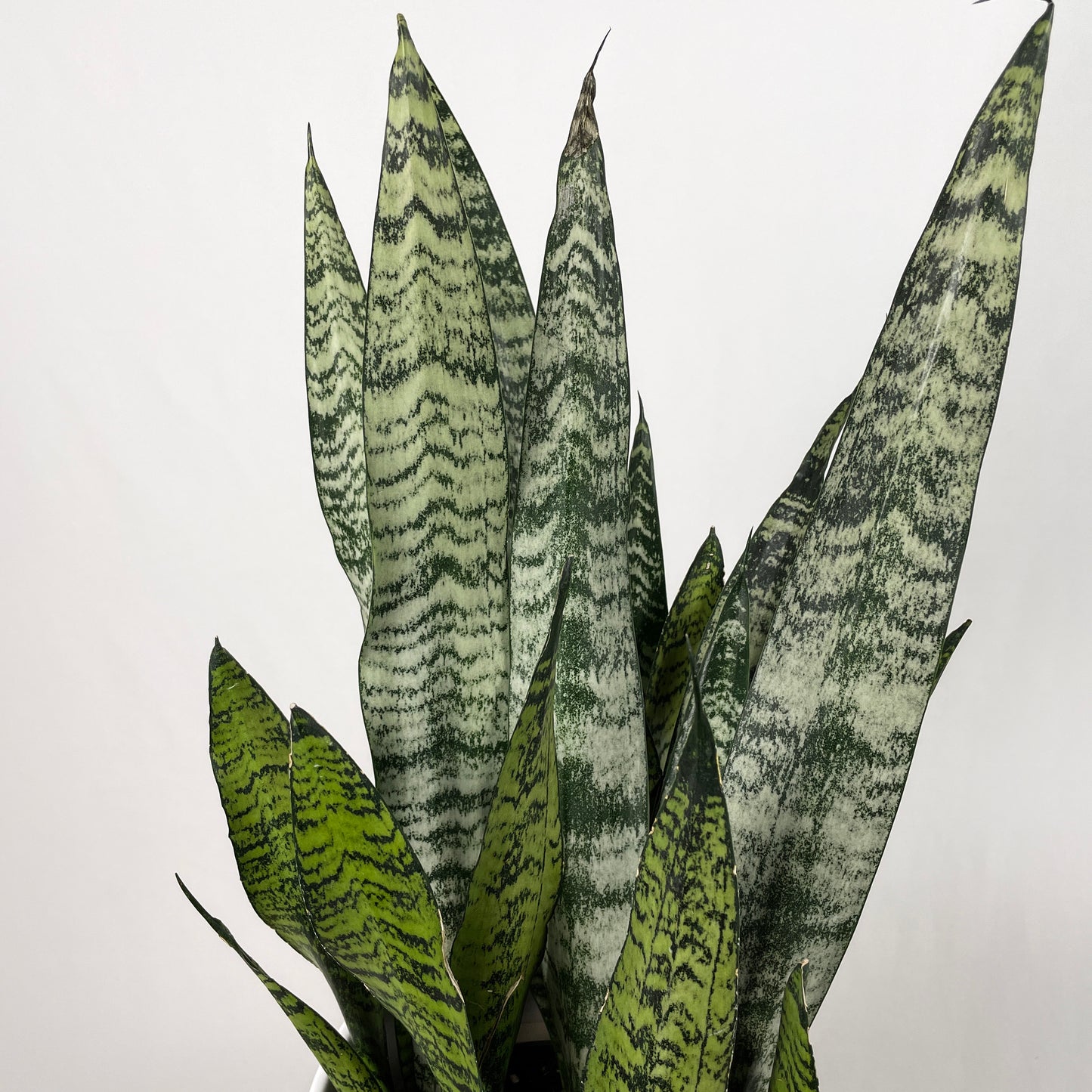 Sansevieria Zeylanica - Bowstring Hemp