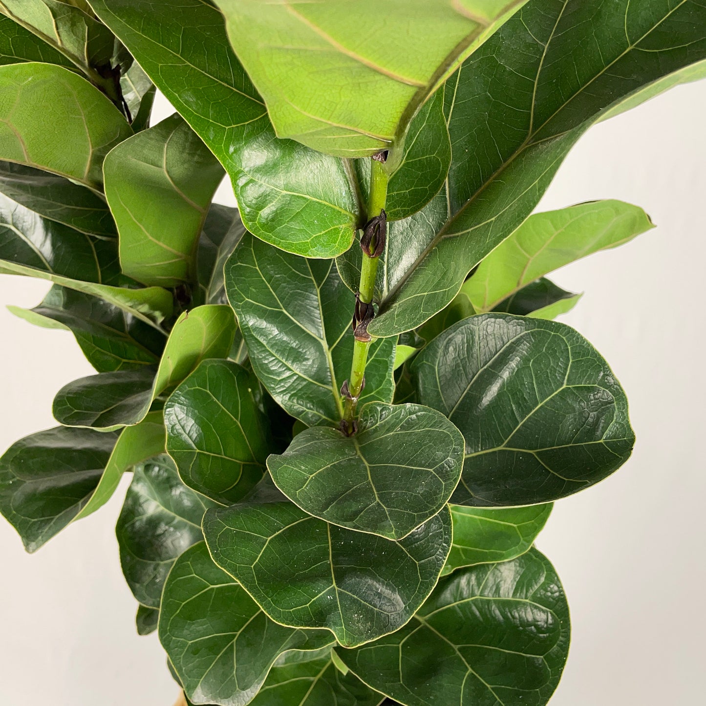 Fiddle Leaf Fig
