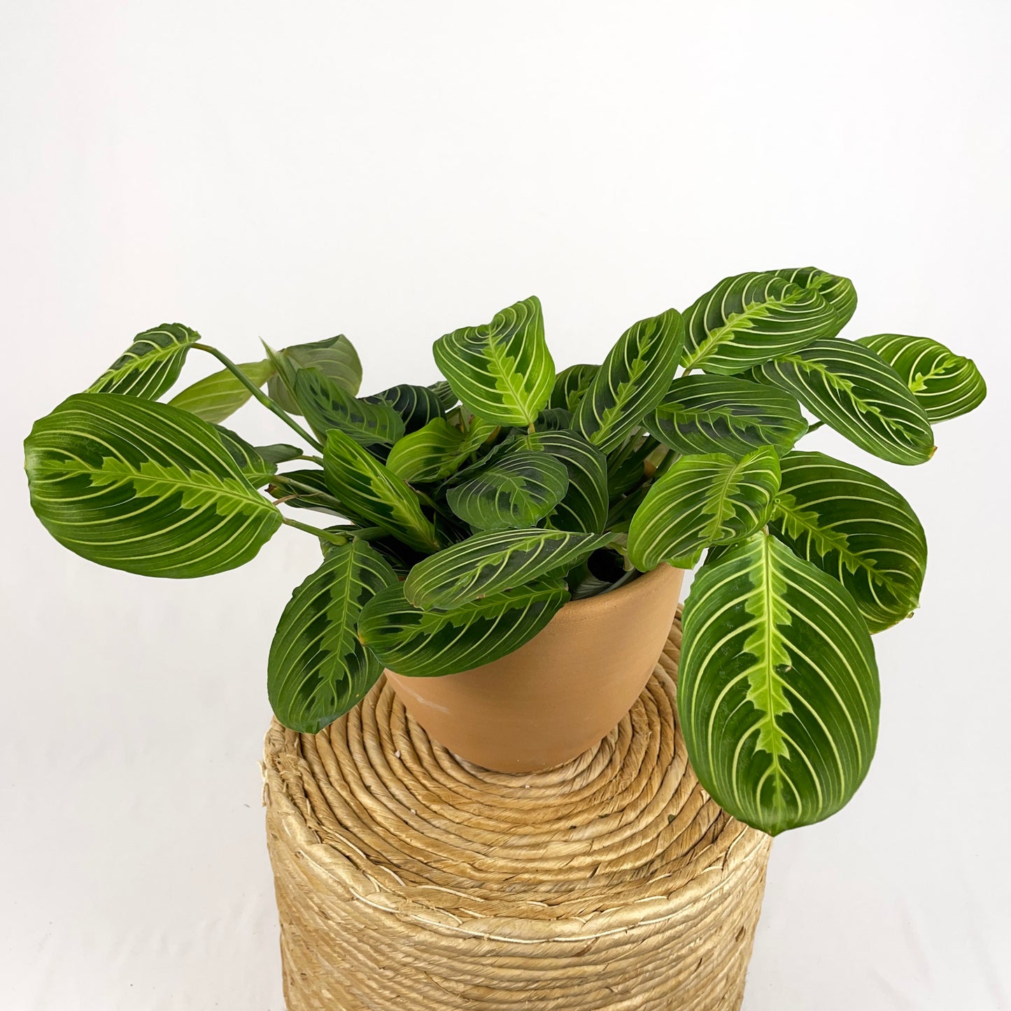 Maranta Lemon Lime