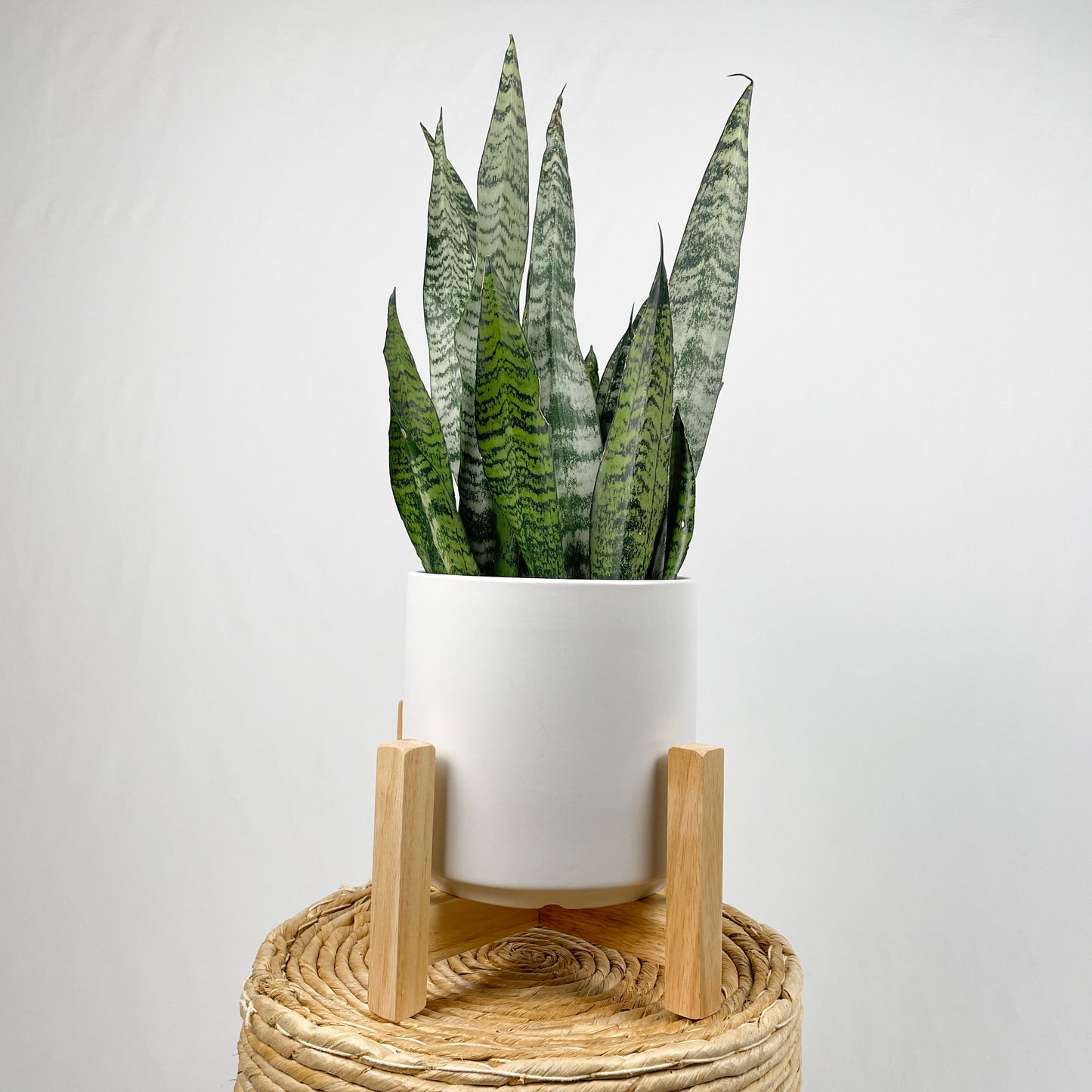 Sansevieria Zeylanica - Bowstring Hemp