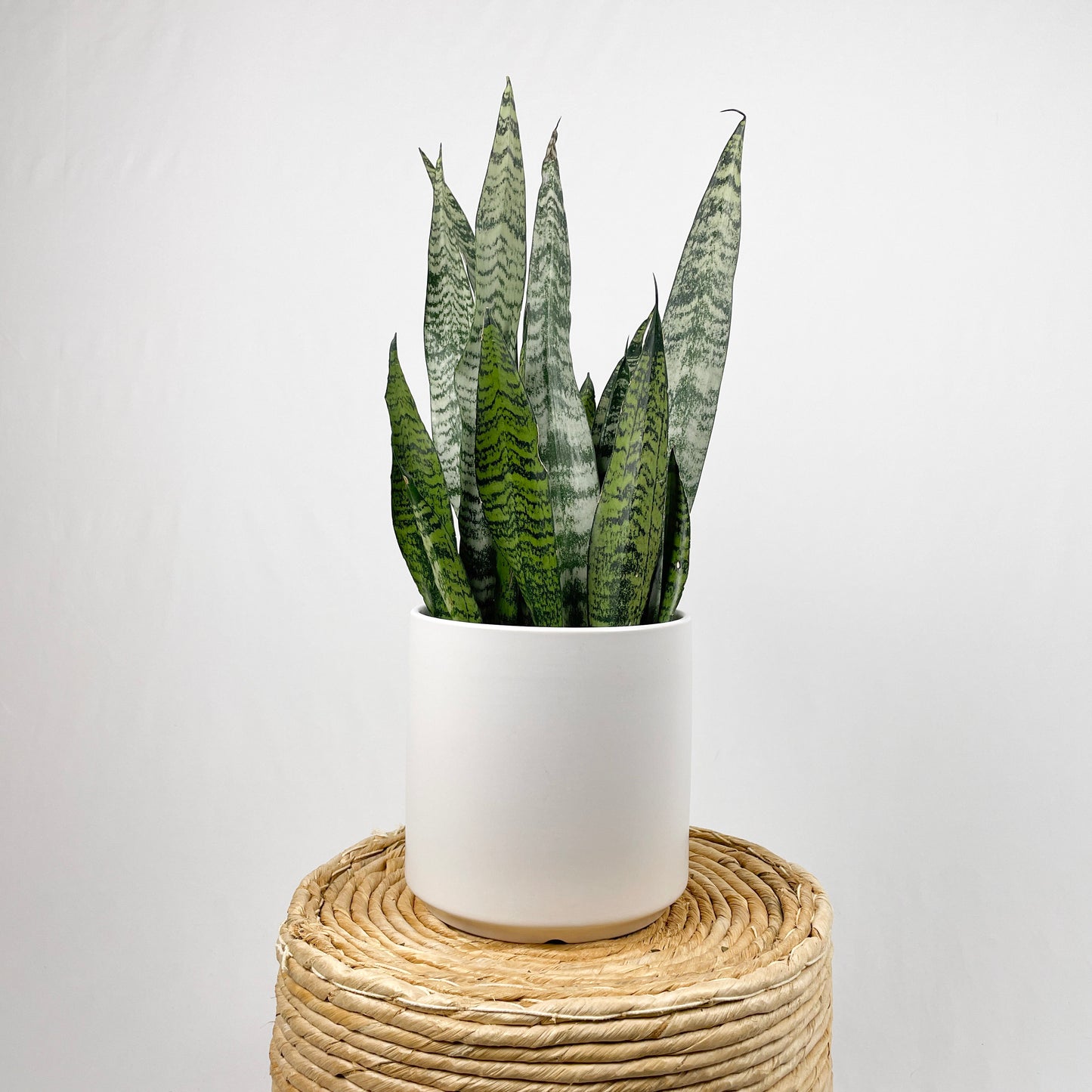 Sansevieria Zeylanica - Bowstring Hemp