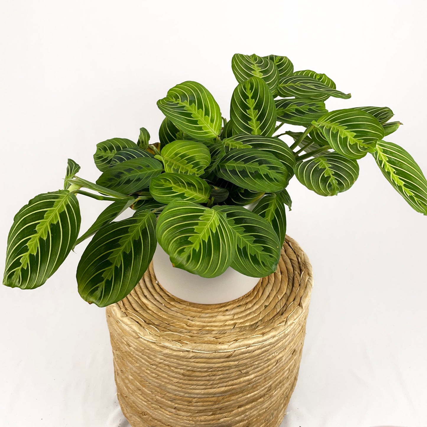 Maranta Lemon Lime