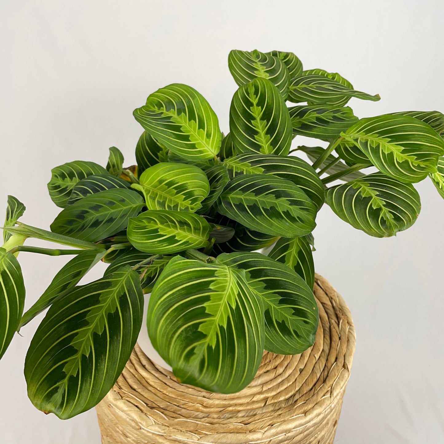 Maranta Lemon Lime