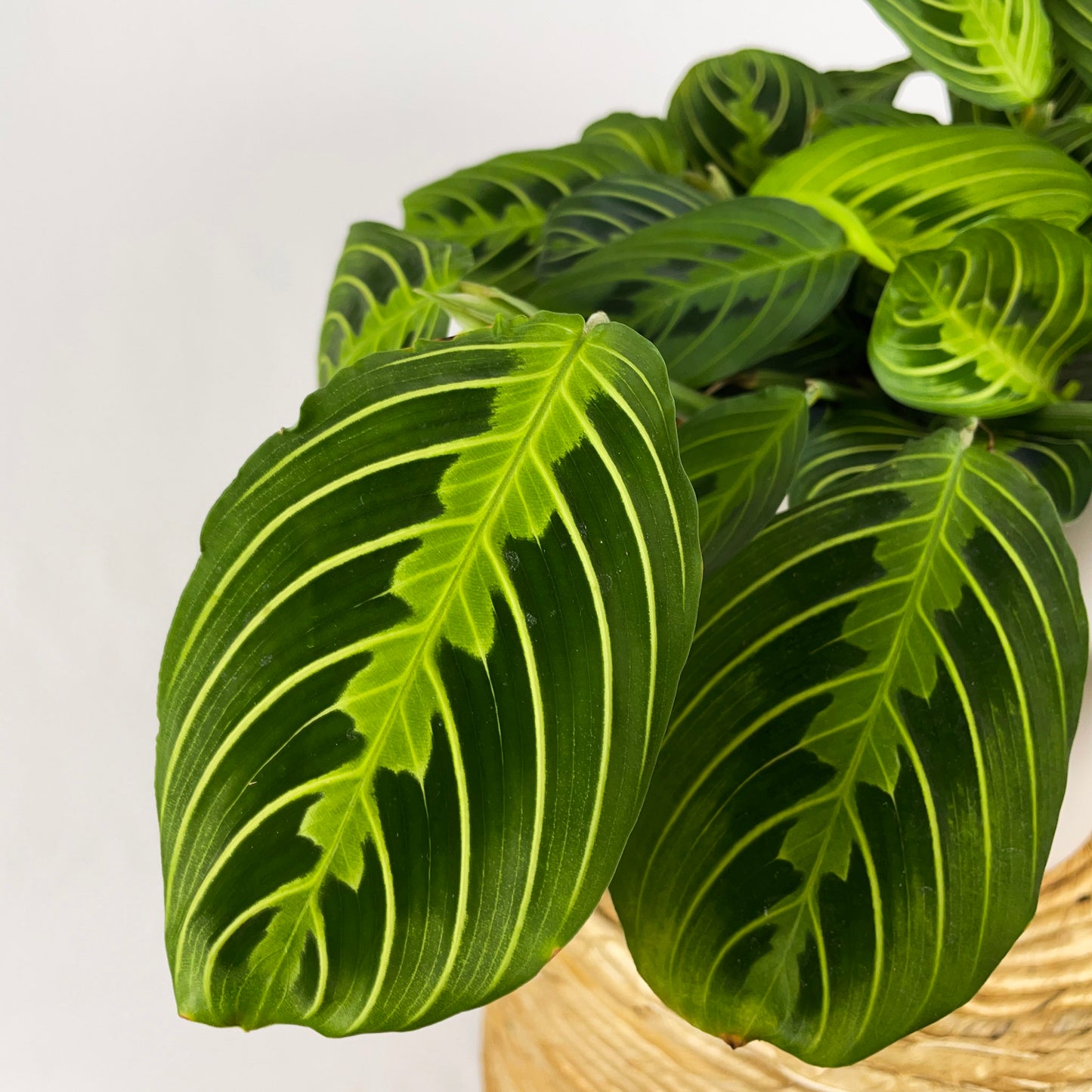 Maranta Lemon Lime