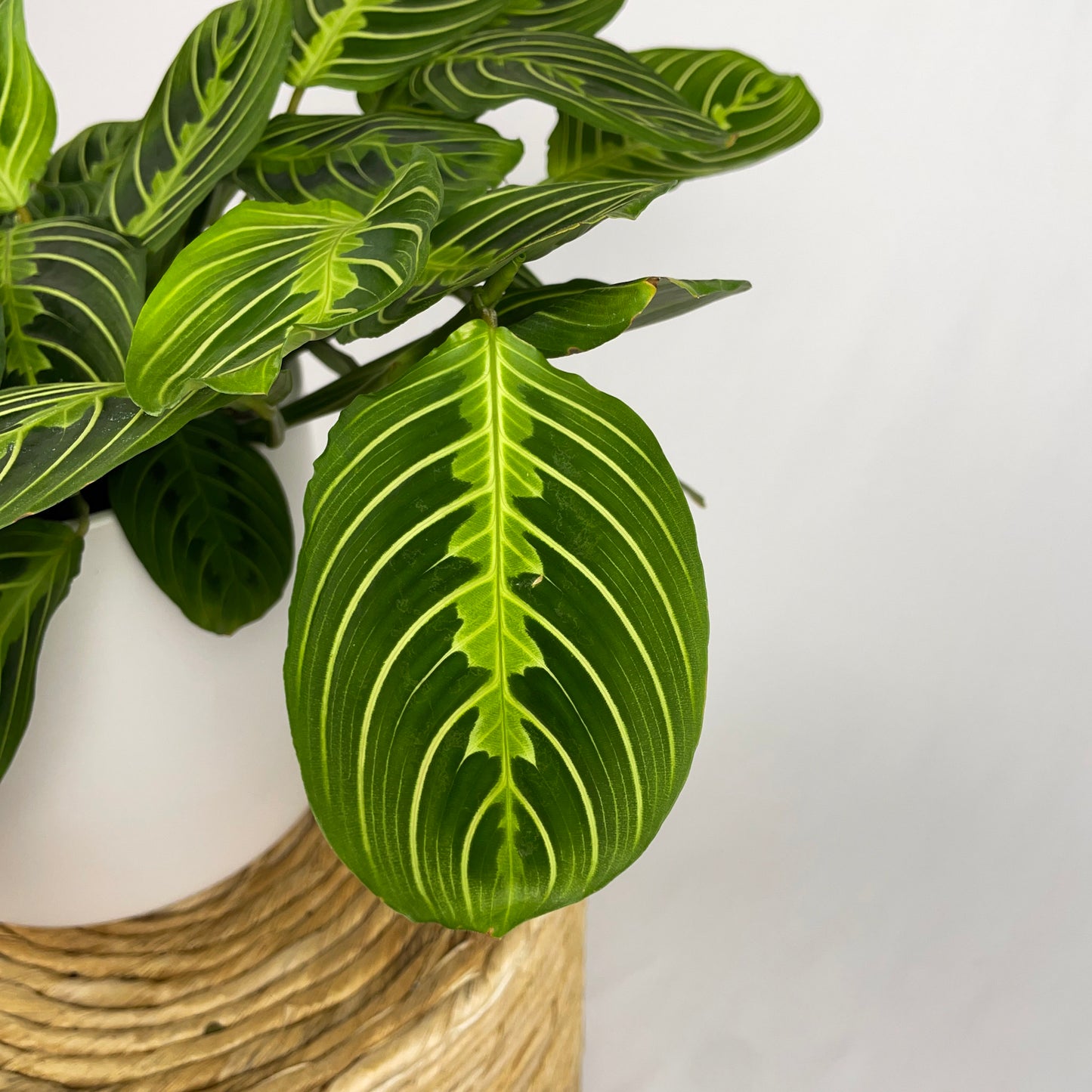 Maranta Lemon Lime