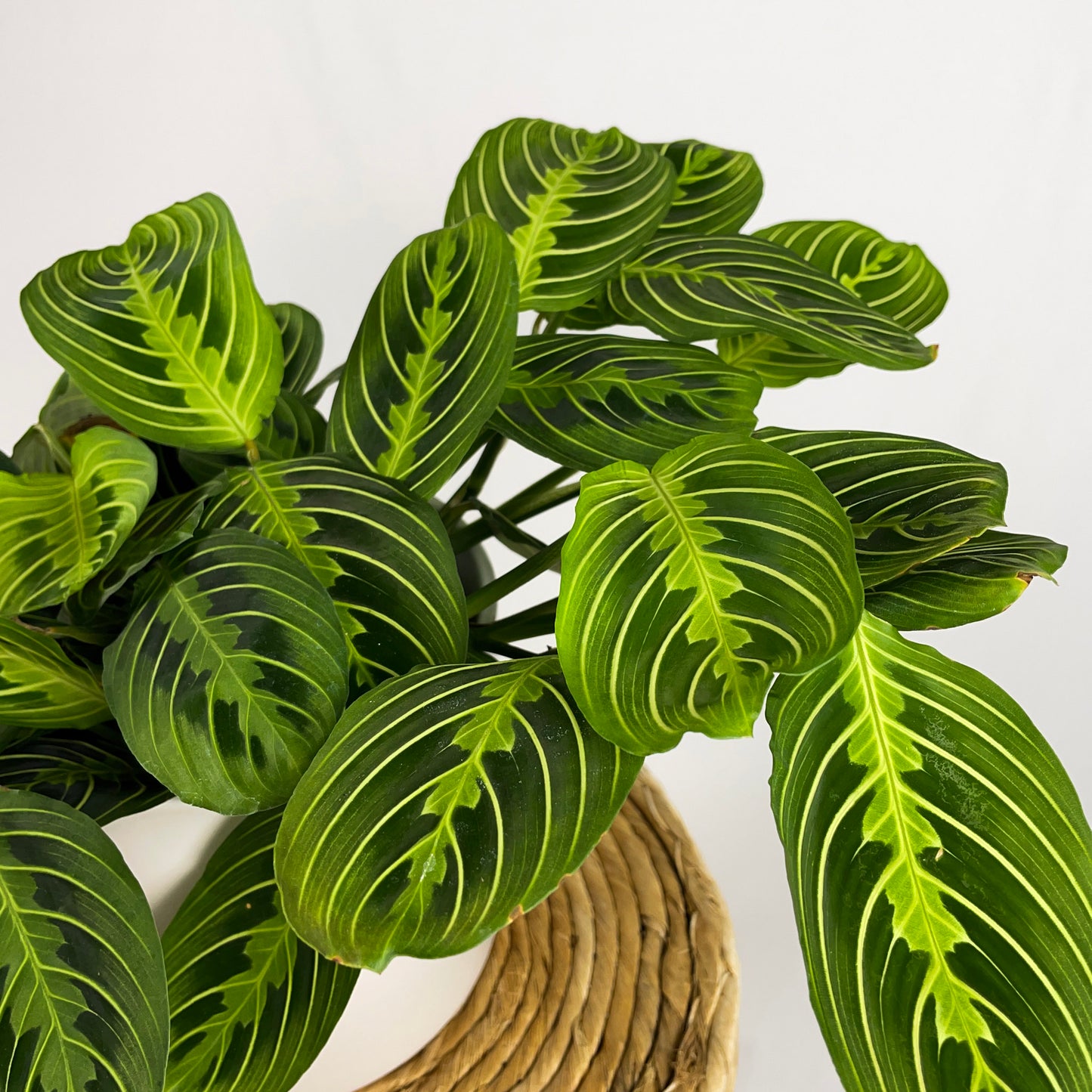 Maranta Lemon Lime