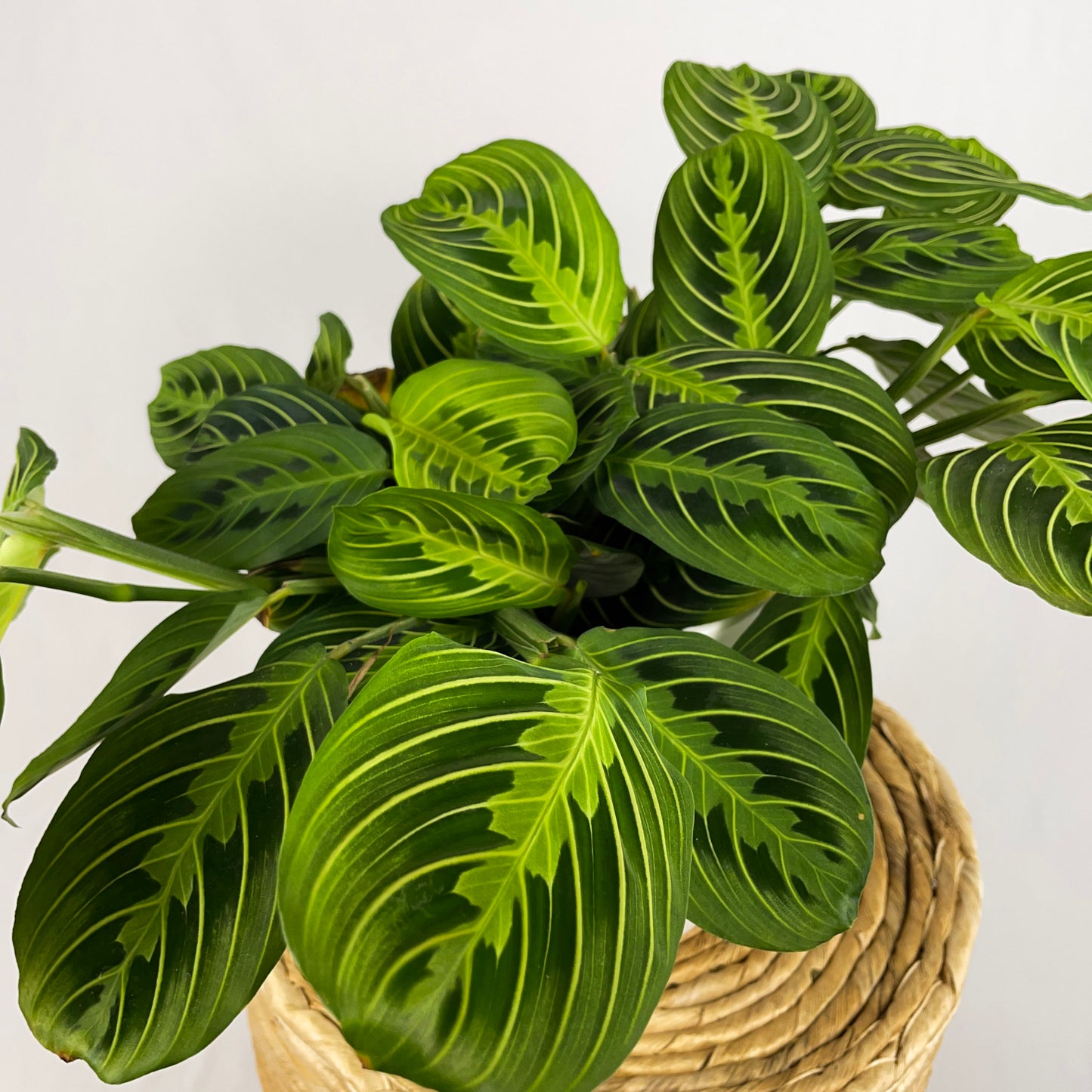 Maranta Lemon Lime