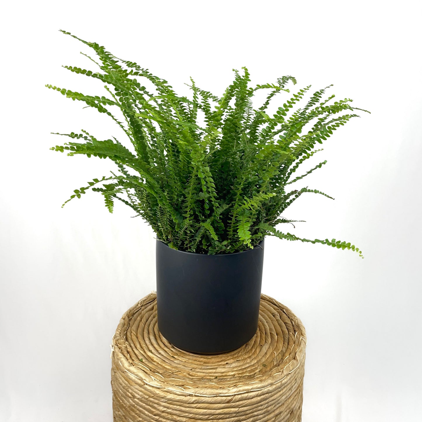 Lemon Button Fern