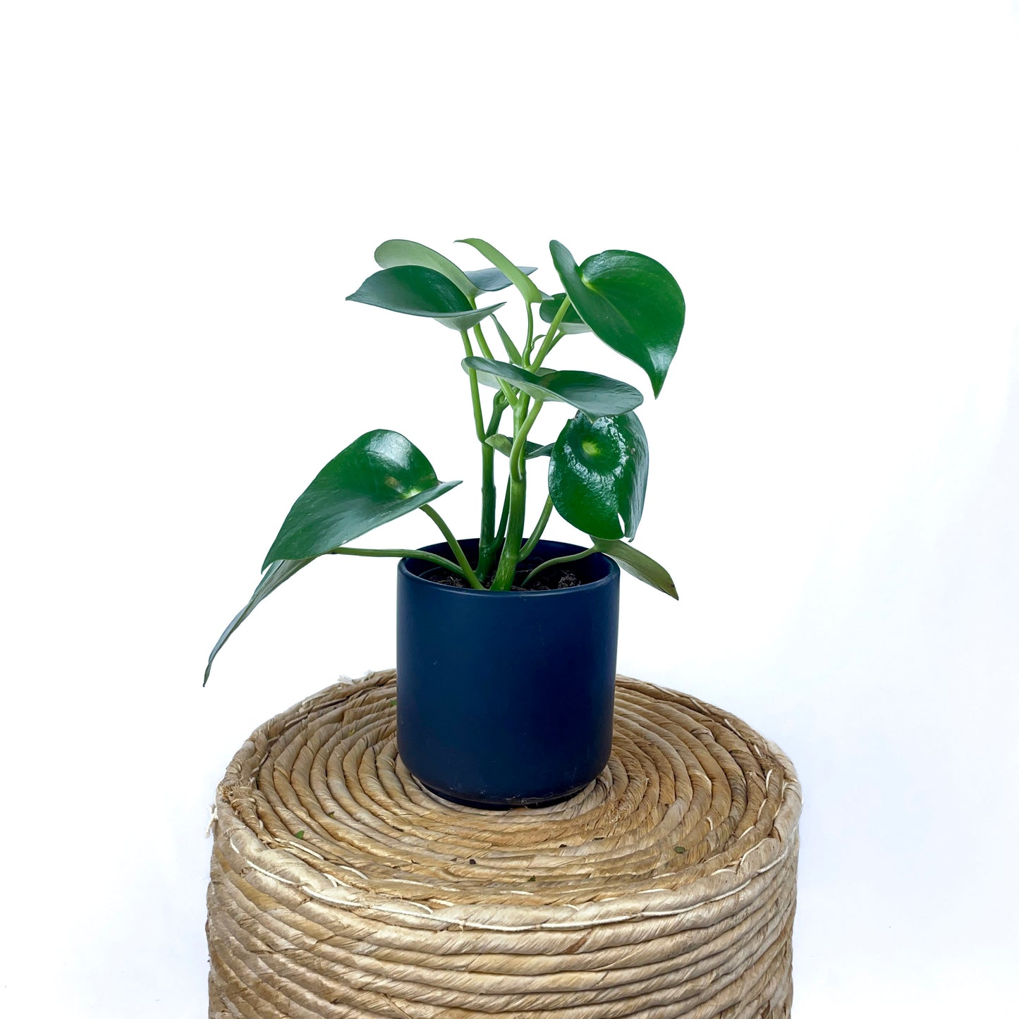 Peperomia Owl Eye