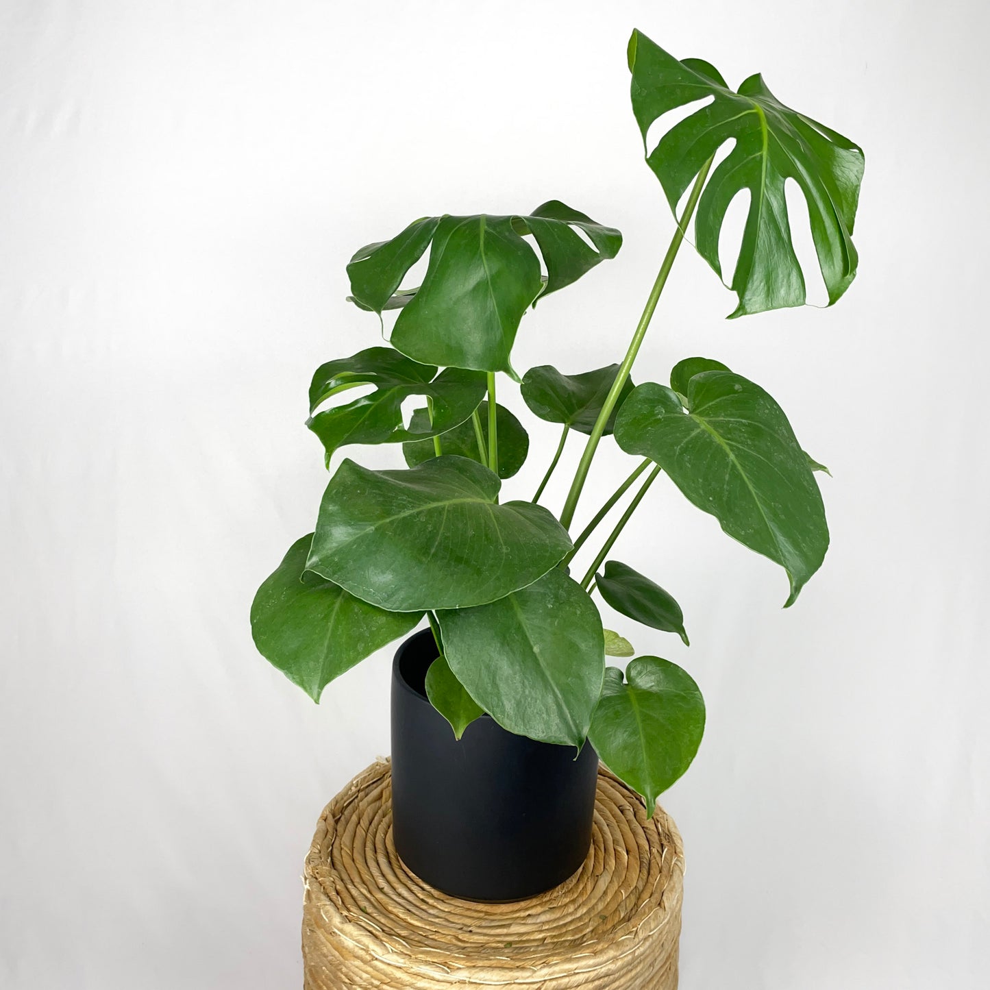 Monstera Deliciosa