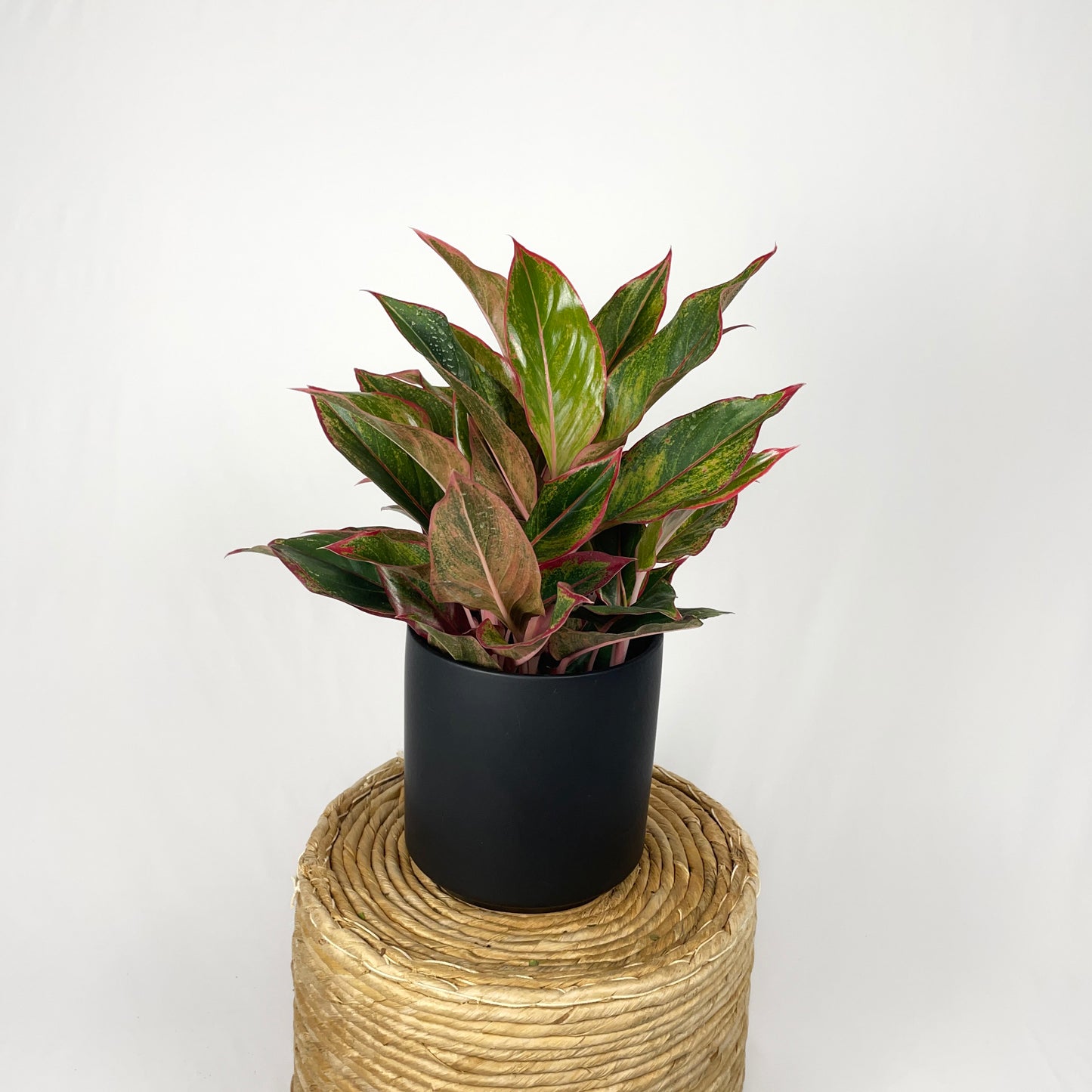 Chinese Evergreen
