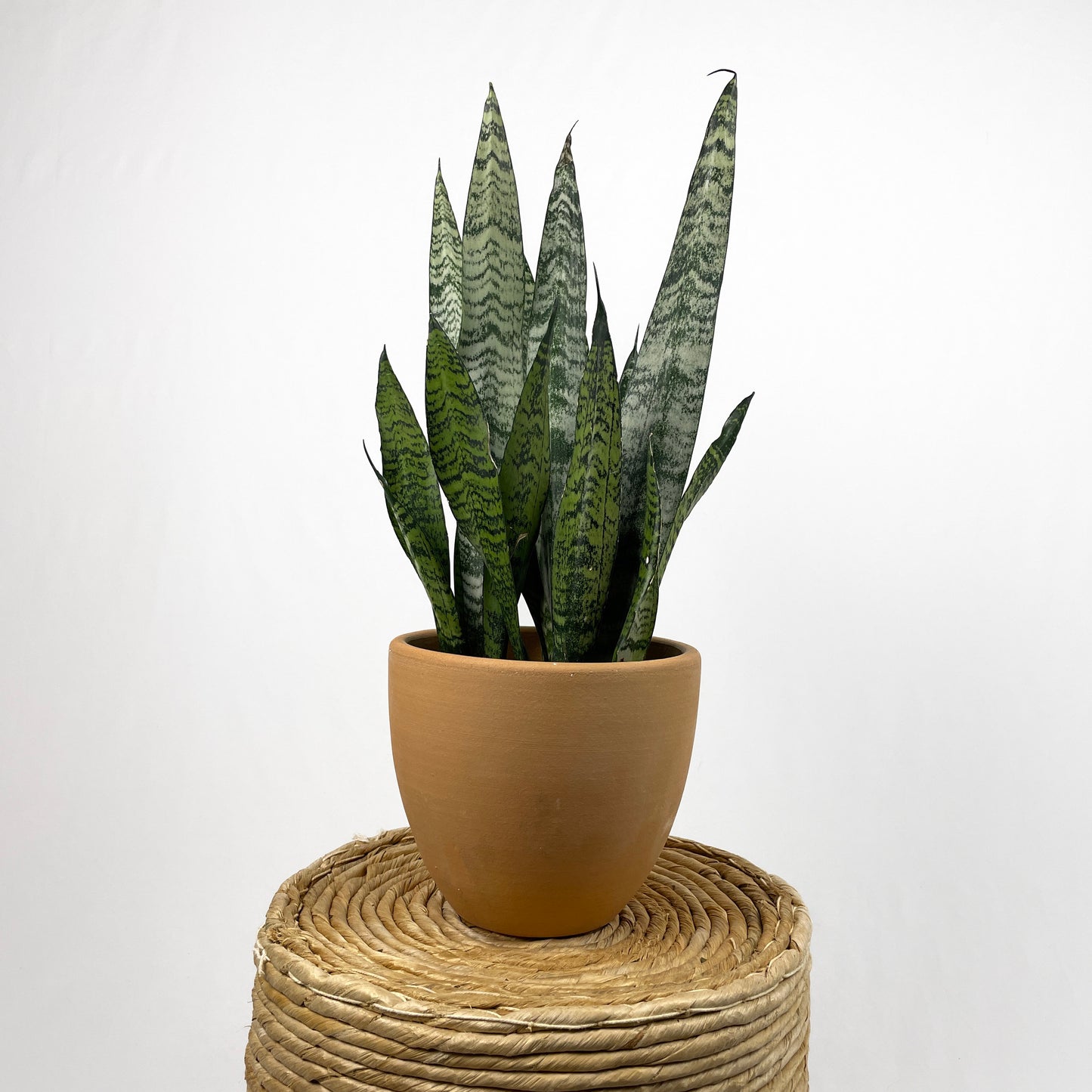Sansevieria Zeylanica - Bowstring Hemp