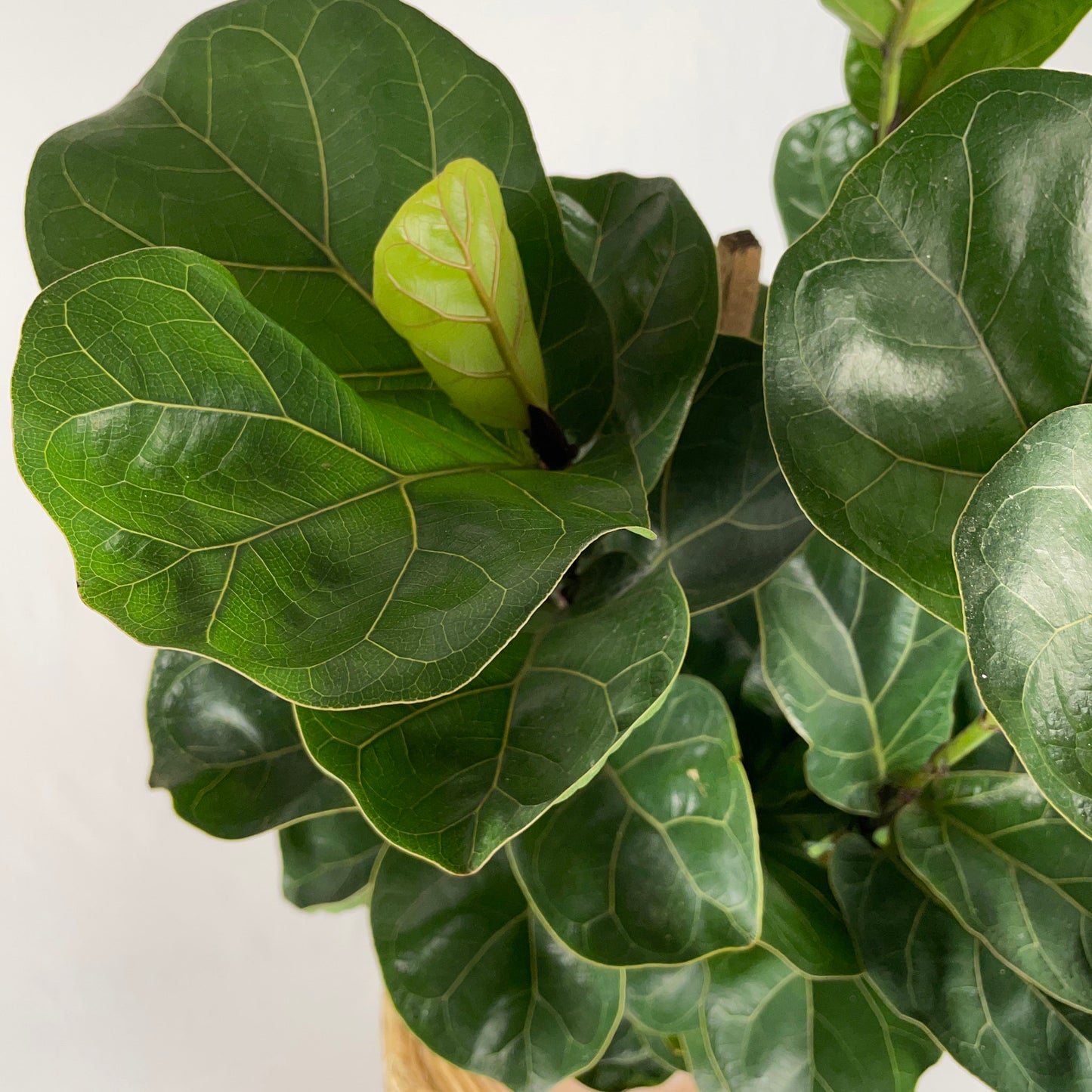 Fiddle Leaf Fig
