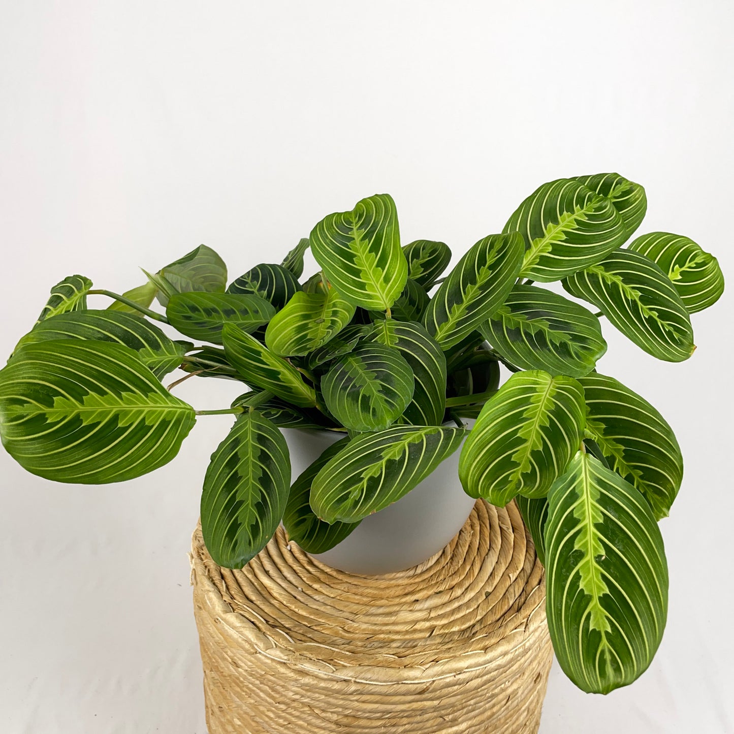Maranta Lemon Lime