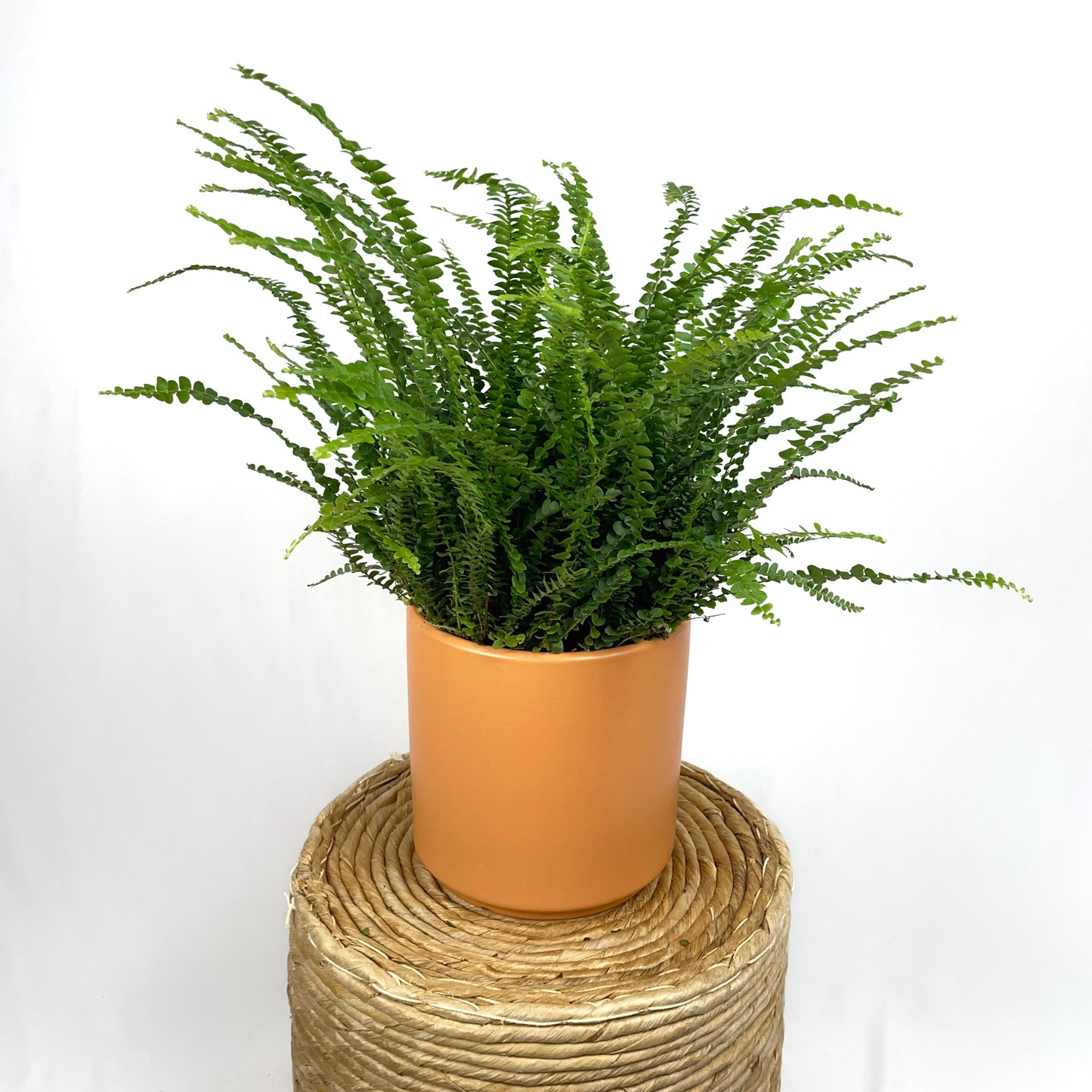 Lemon Button Fern