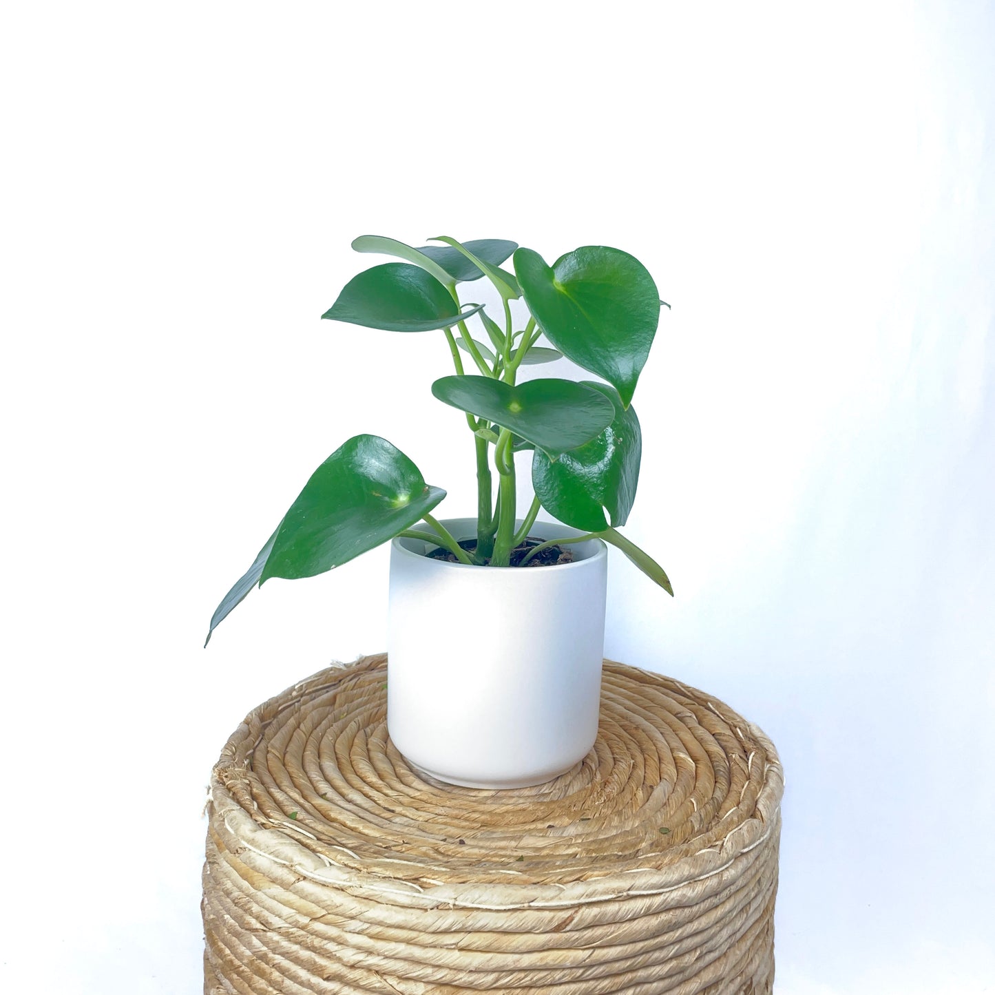 Peperomia Owl Eye