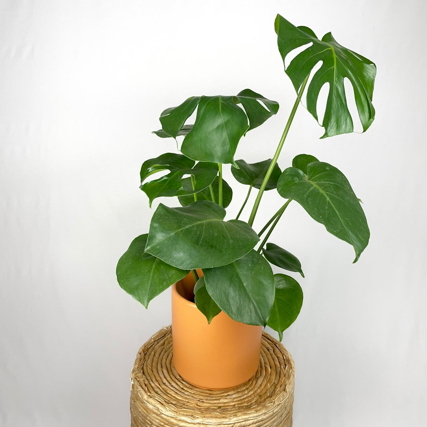 Monstera Deliciosa