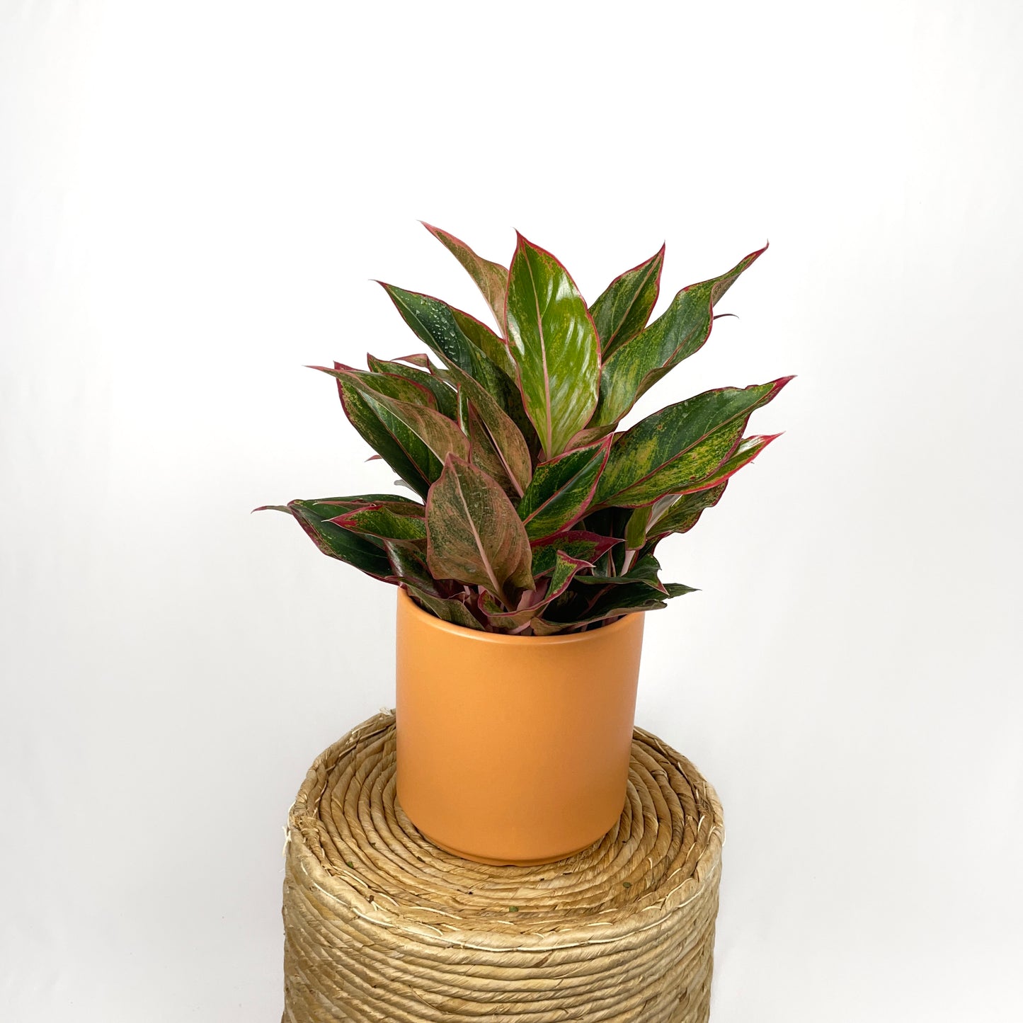 Chinese Evergreen