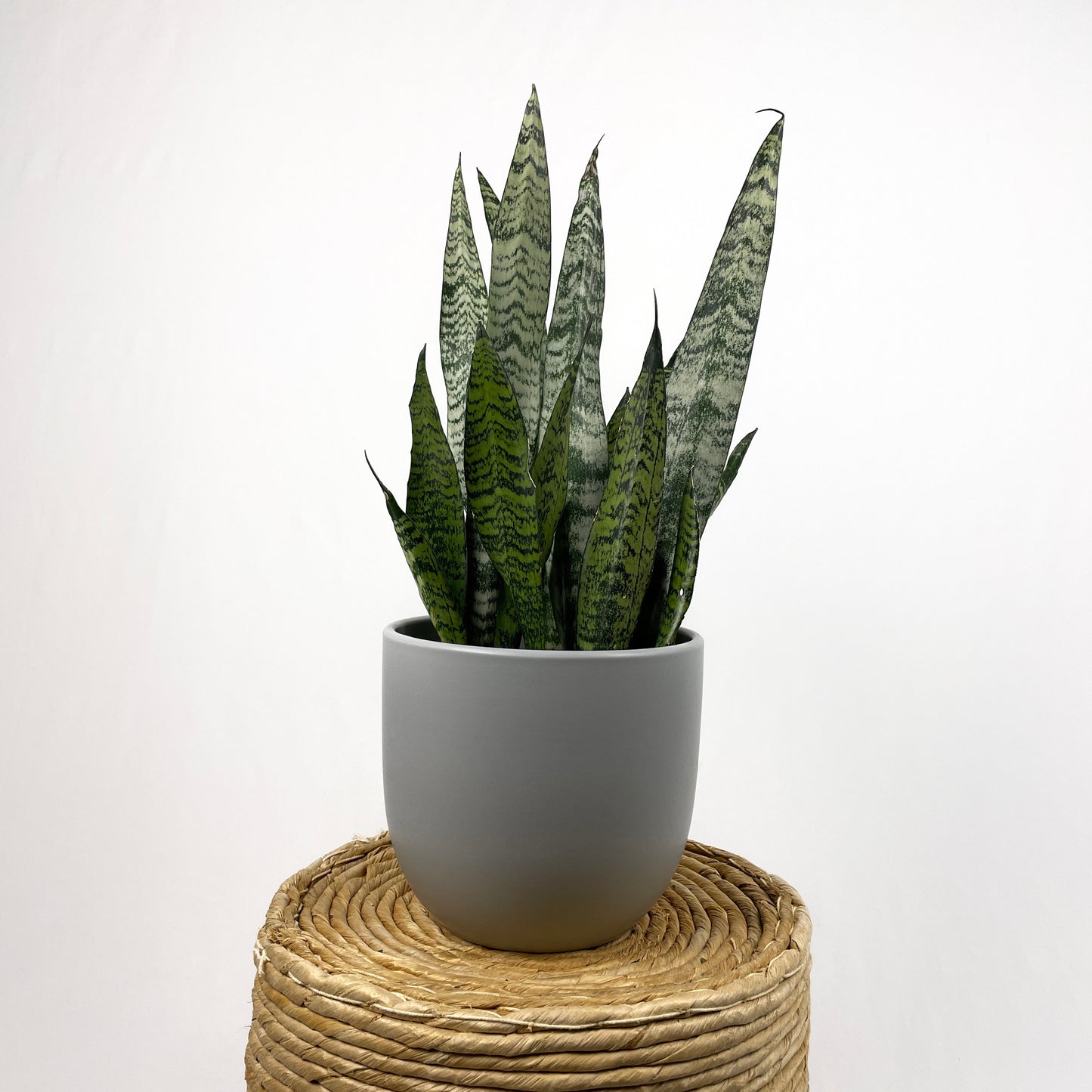 Sansevieria Zeylanica - Bowstring Hemp