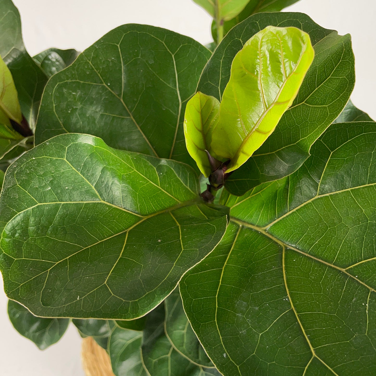 Fiddle Leaf Fig
