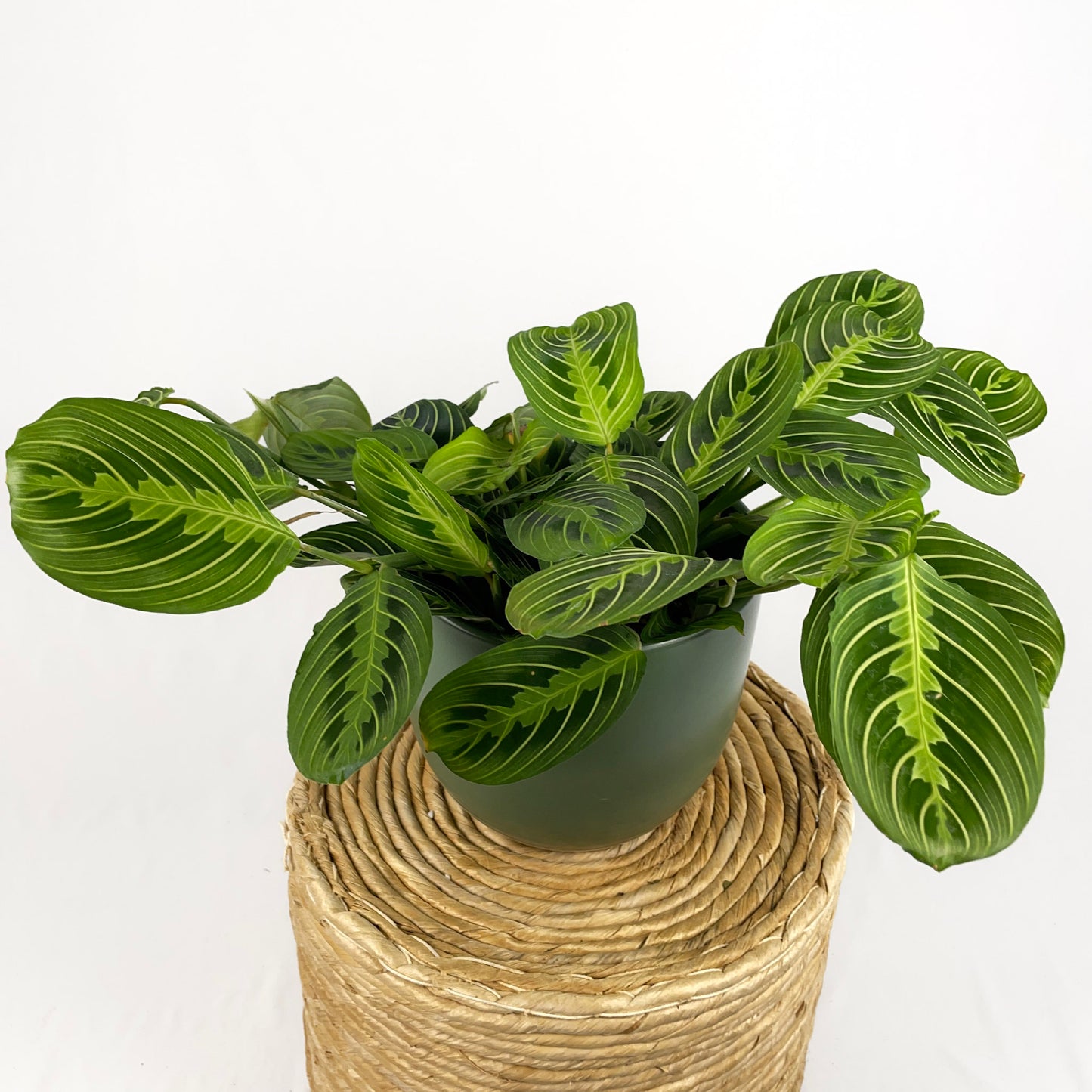 Maranta Lemon Lime