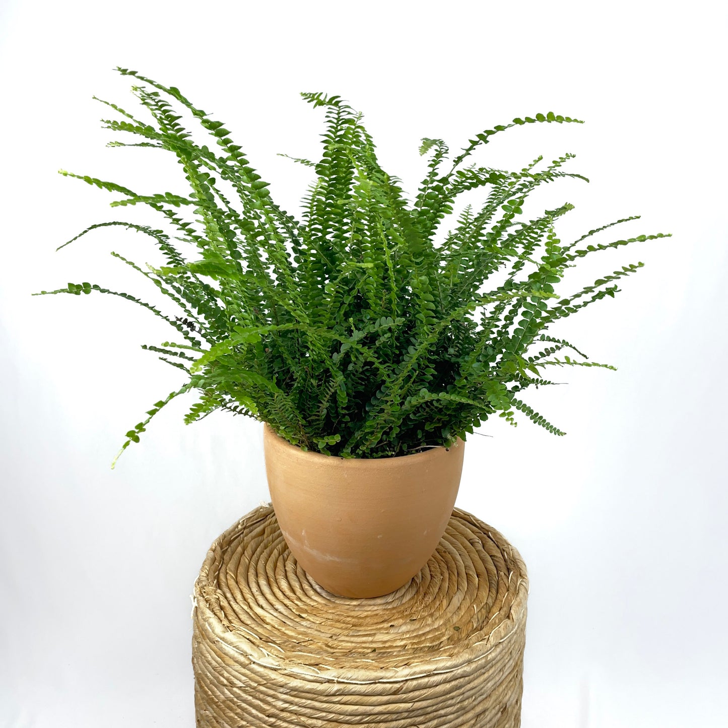 Lemon Button Fern