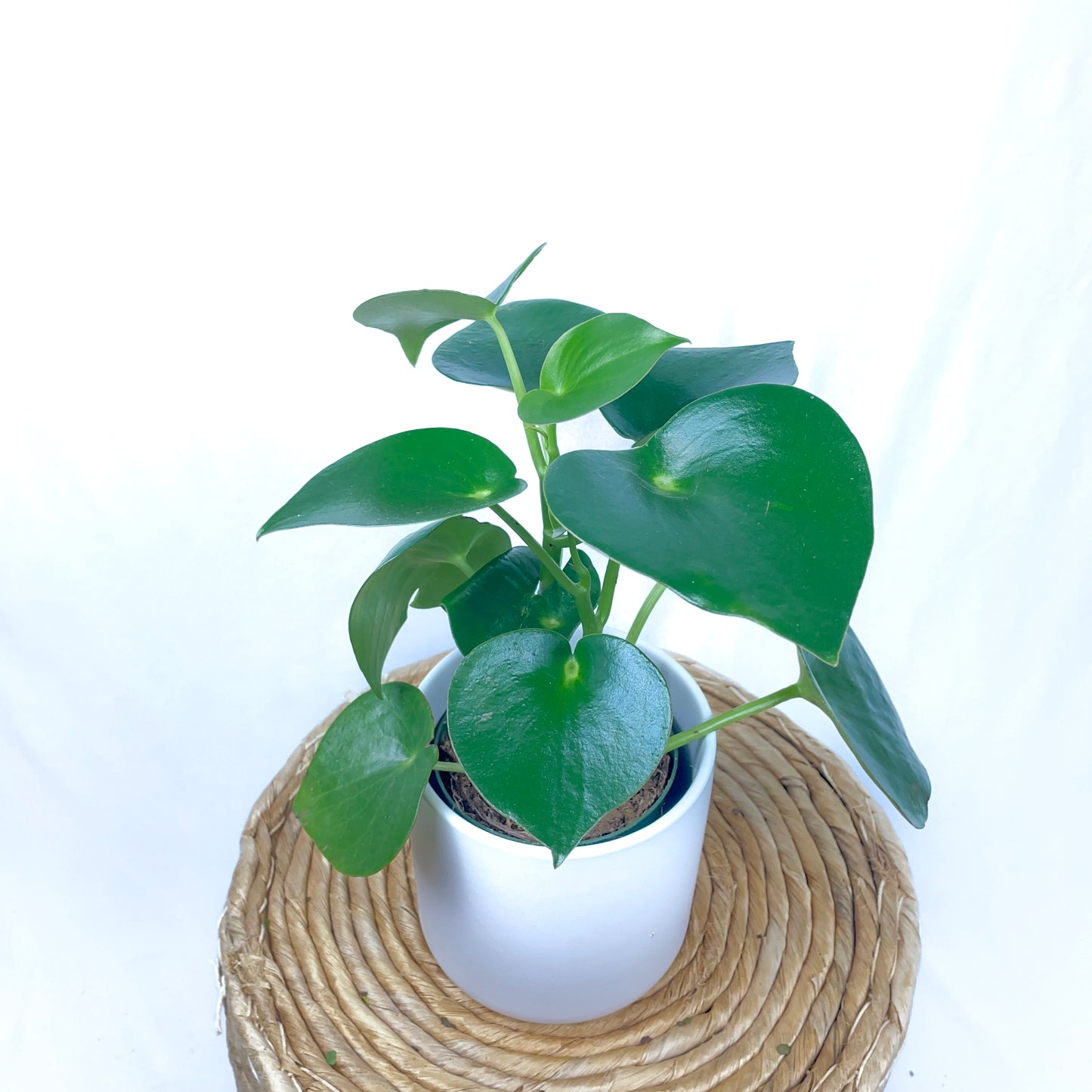Peperomia Owl Eye