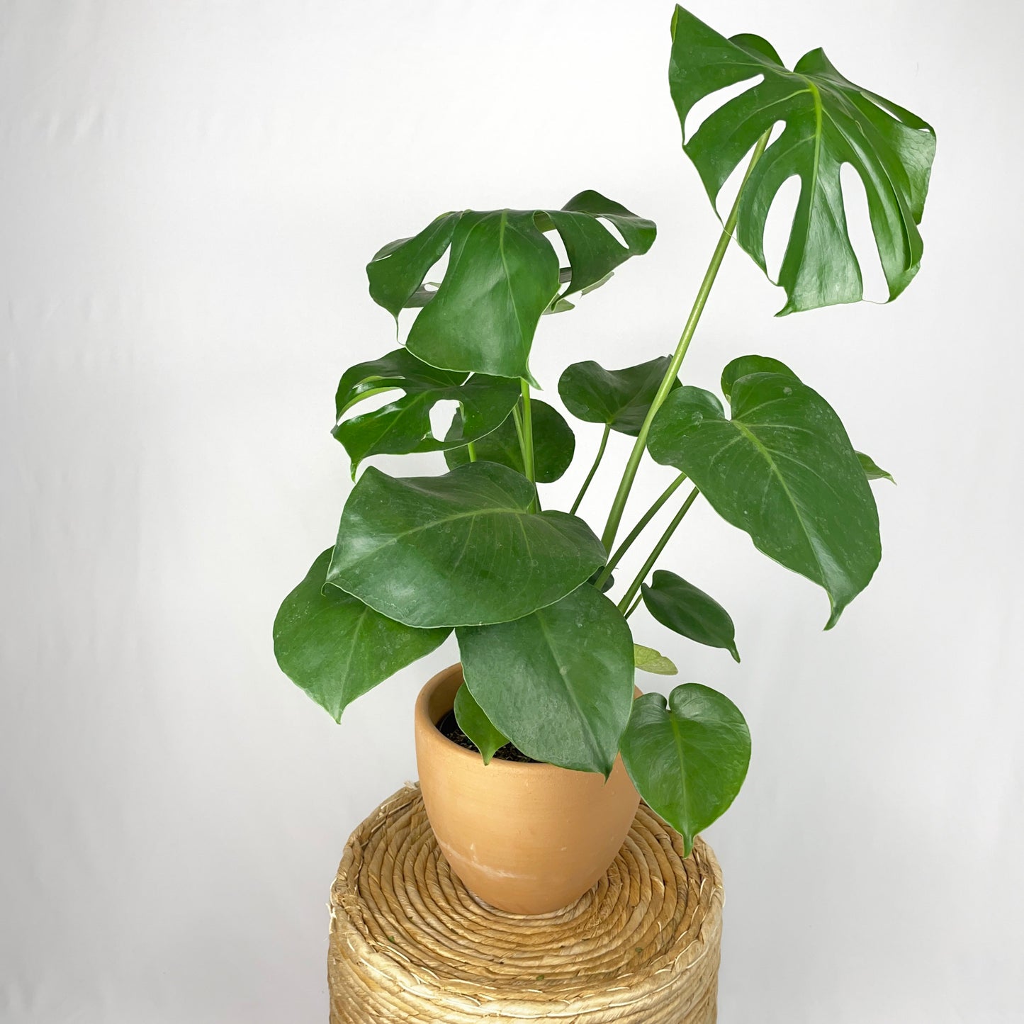 Monstera Deliciosa