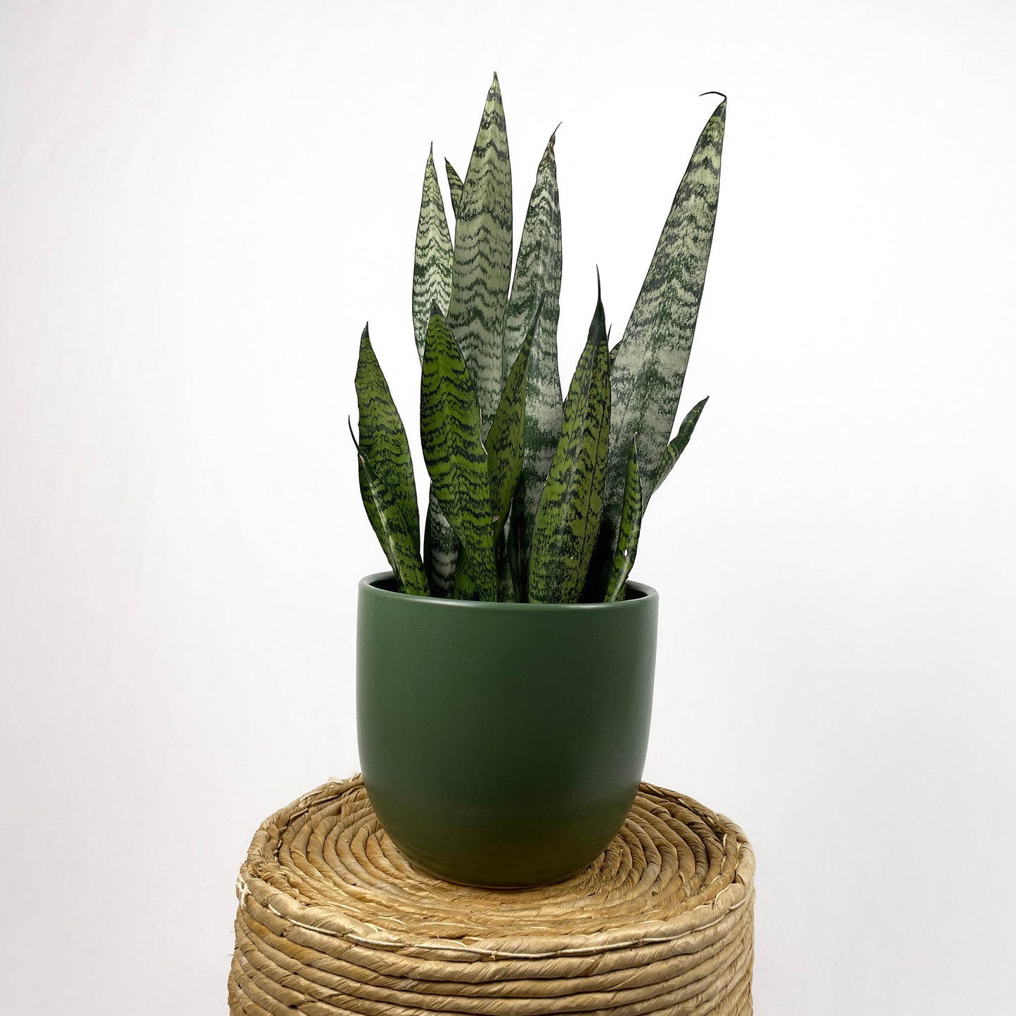 Sansevieria Zeylanica - Bowstring Hemp