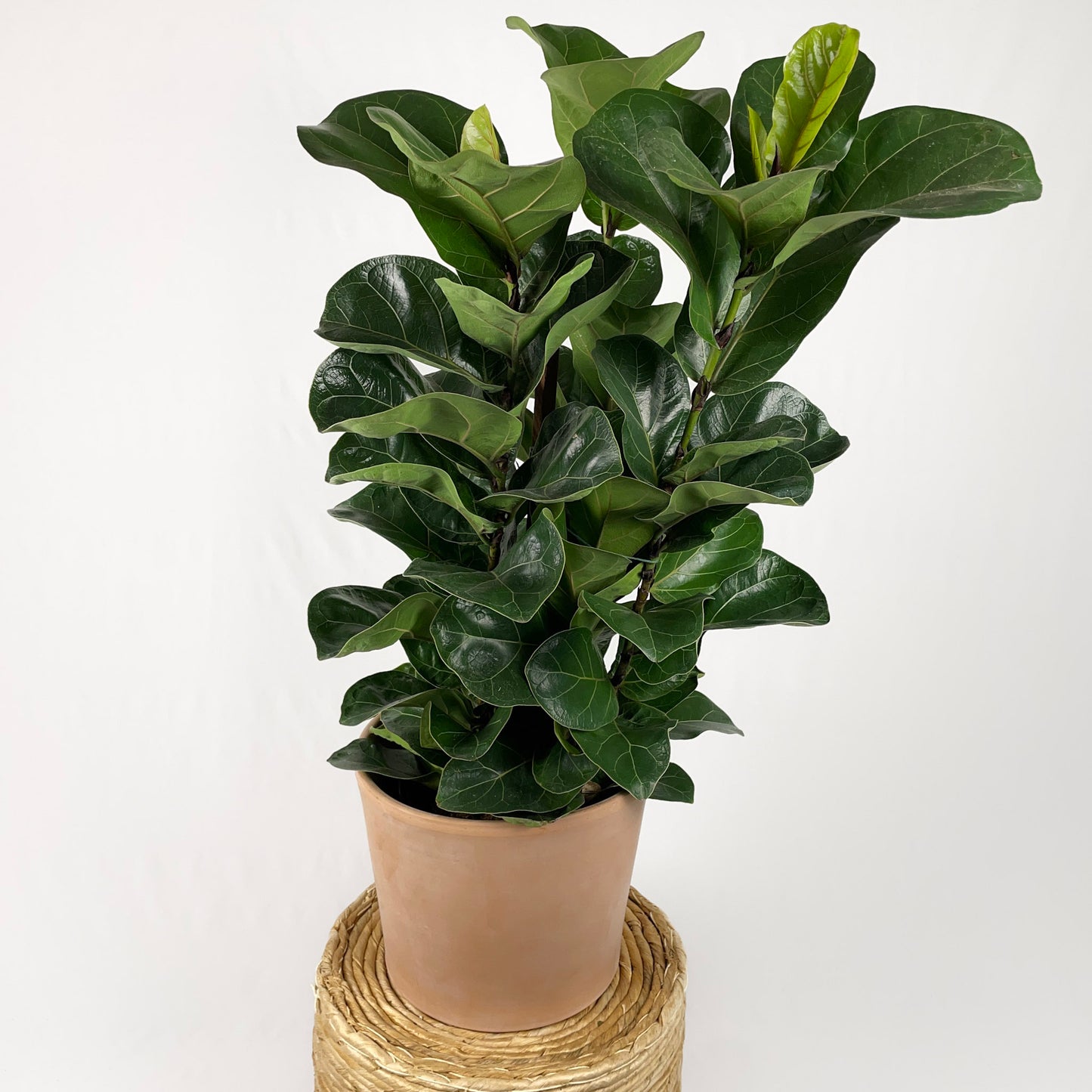 Fiddle Leaf Fig