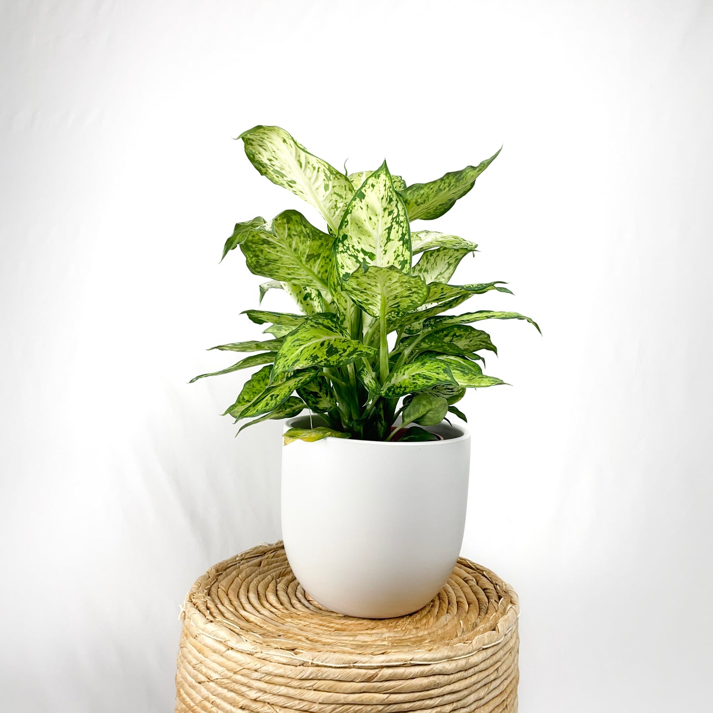 Dieffenbachia Amy