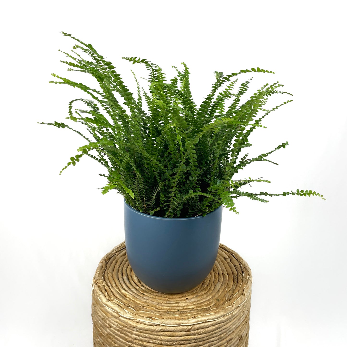 Lemon Button Fern