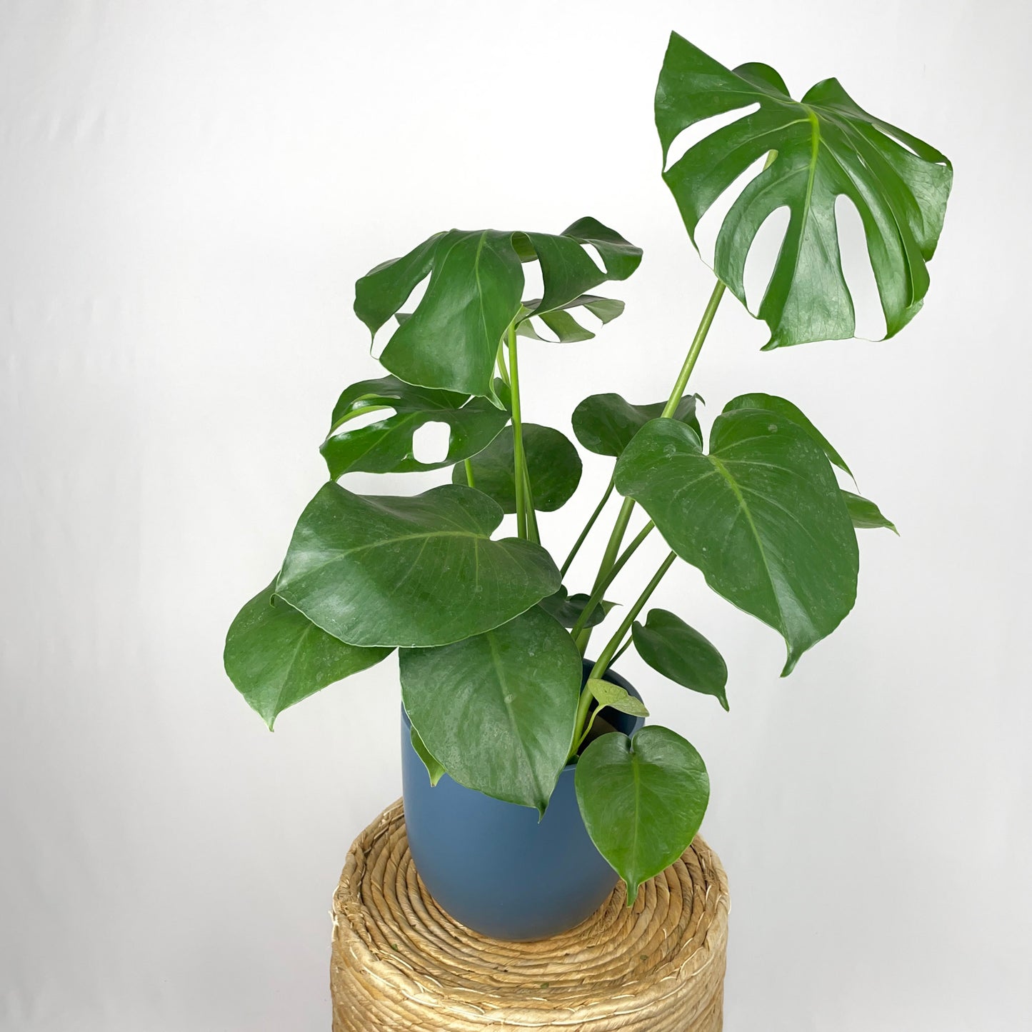 Monstera Deliciosa