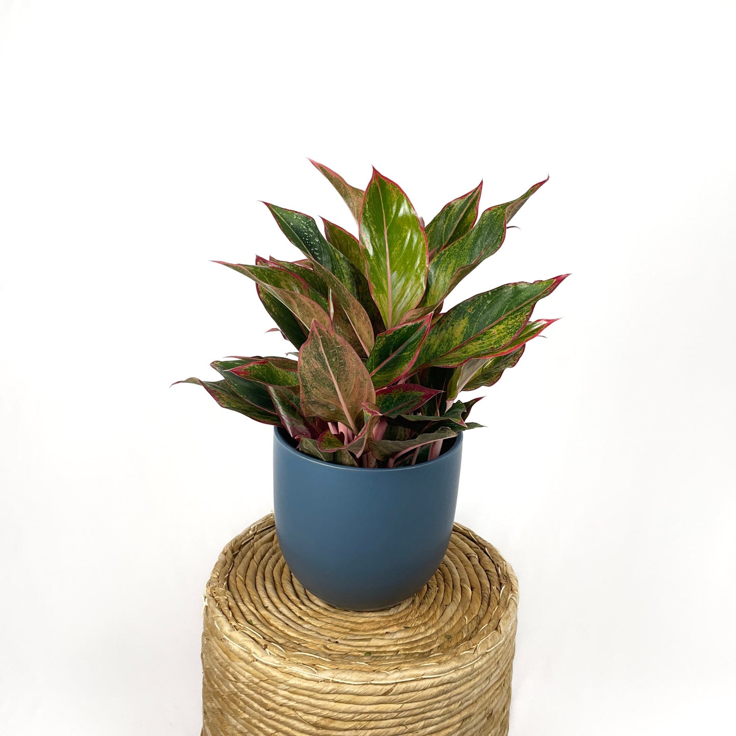 Chinese Evergreen