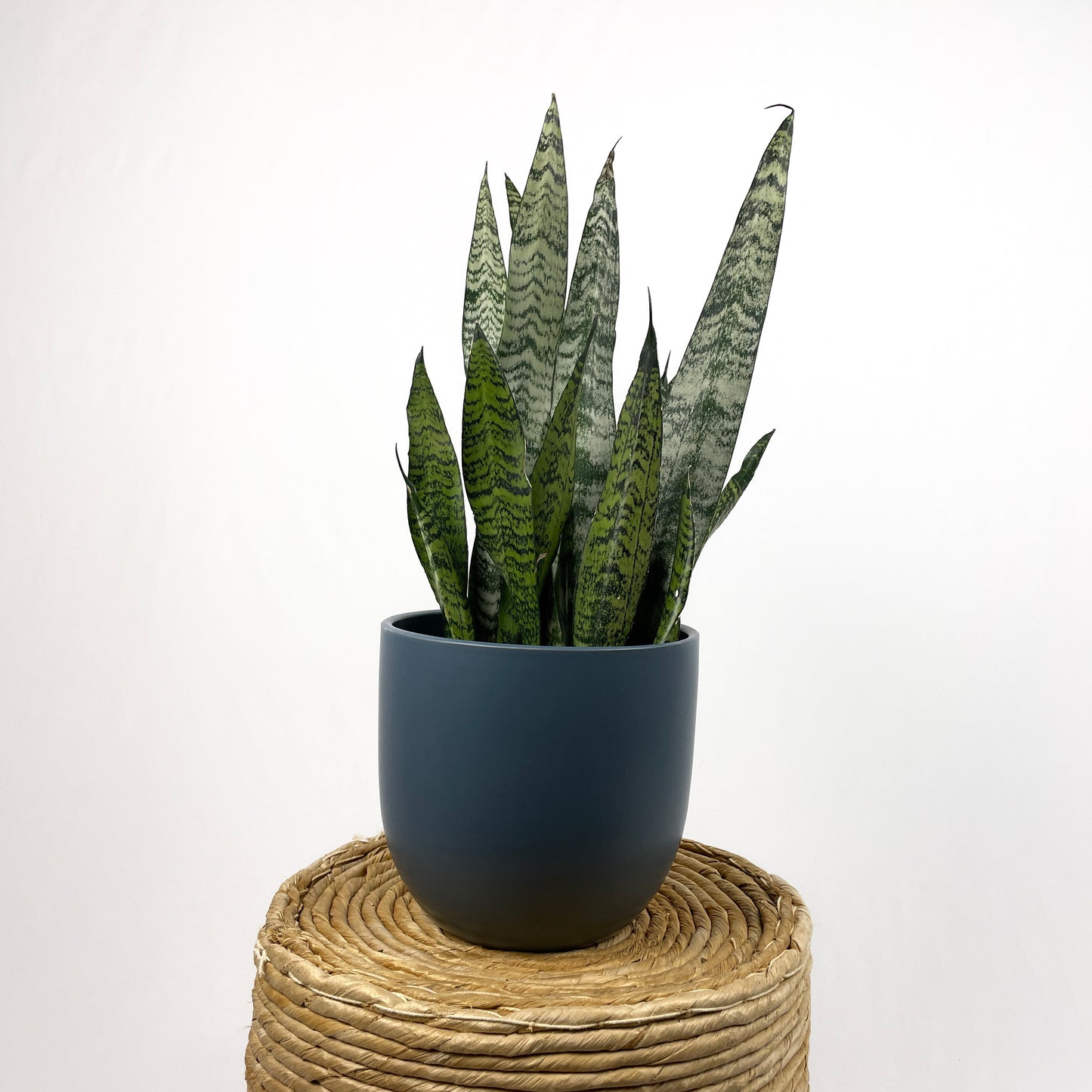 Sansevieria Zeylanica - Bowstring Hemp