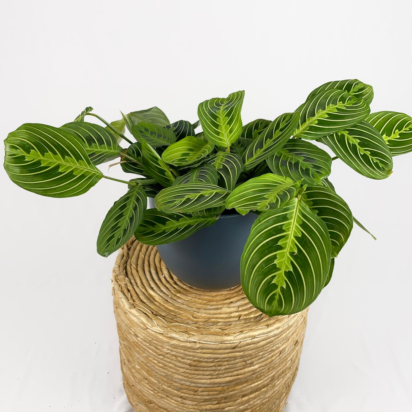 Maranta Lemon Lime