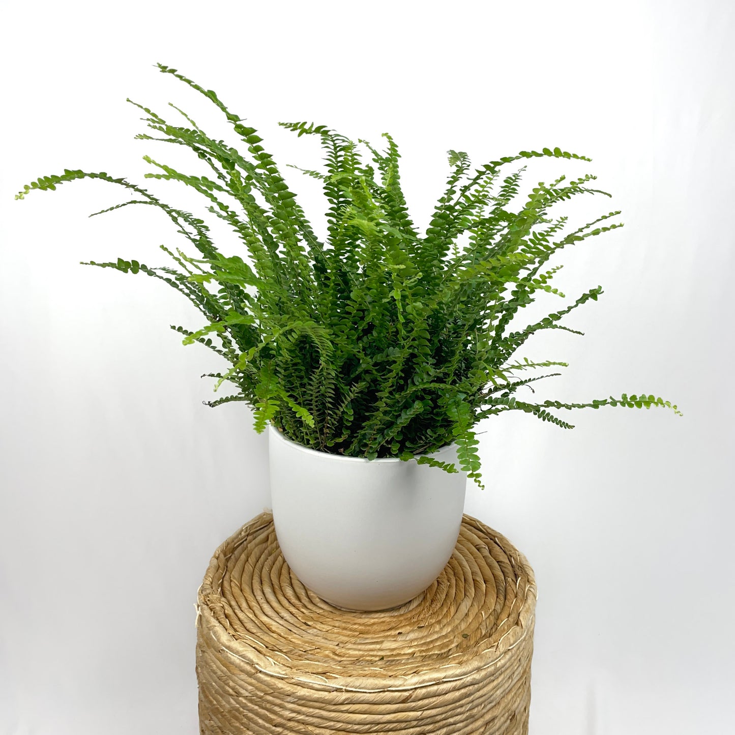 Lemon Button Fern