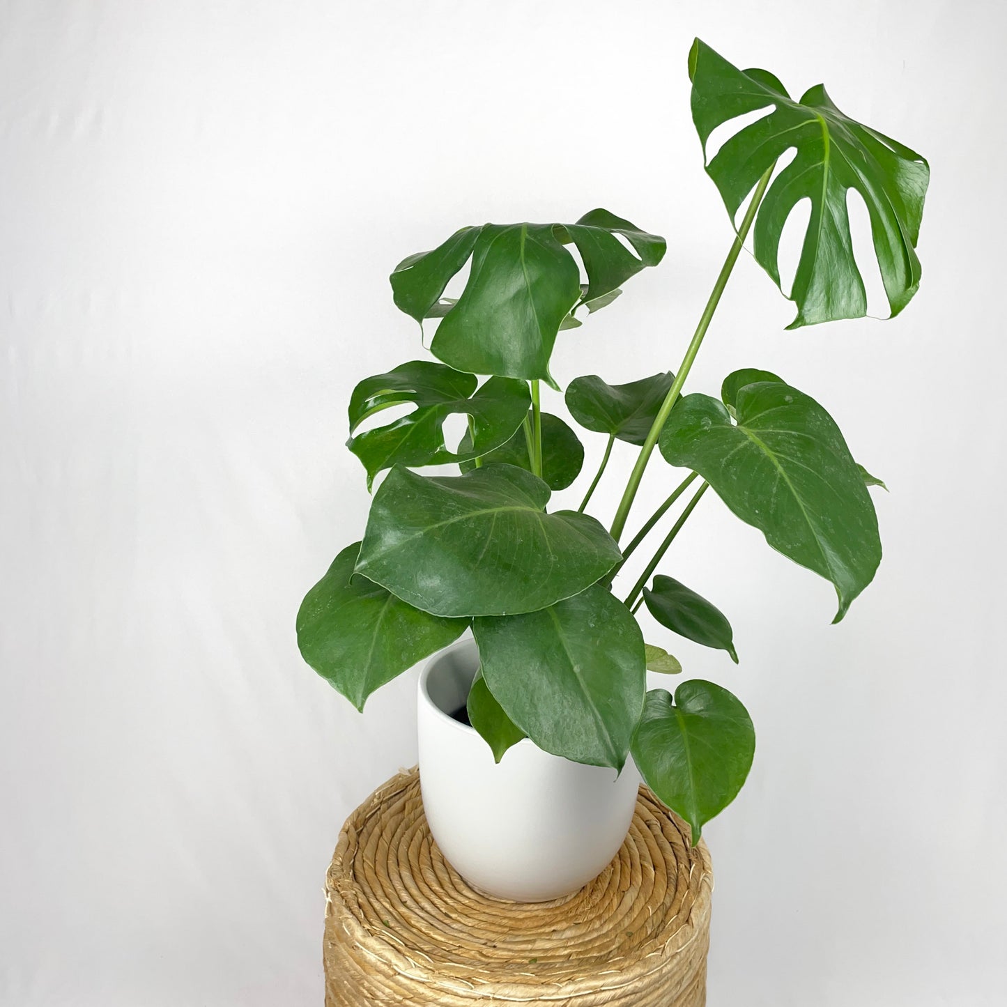 Monstera Deliciosa