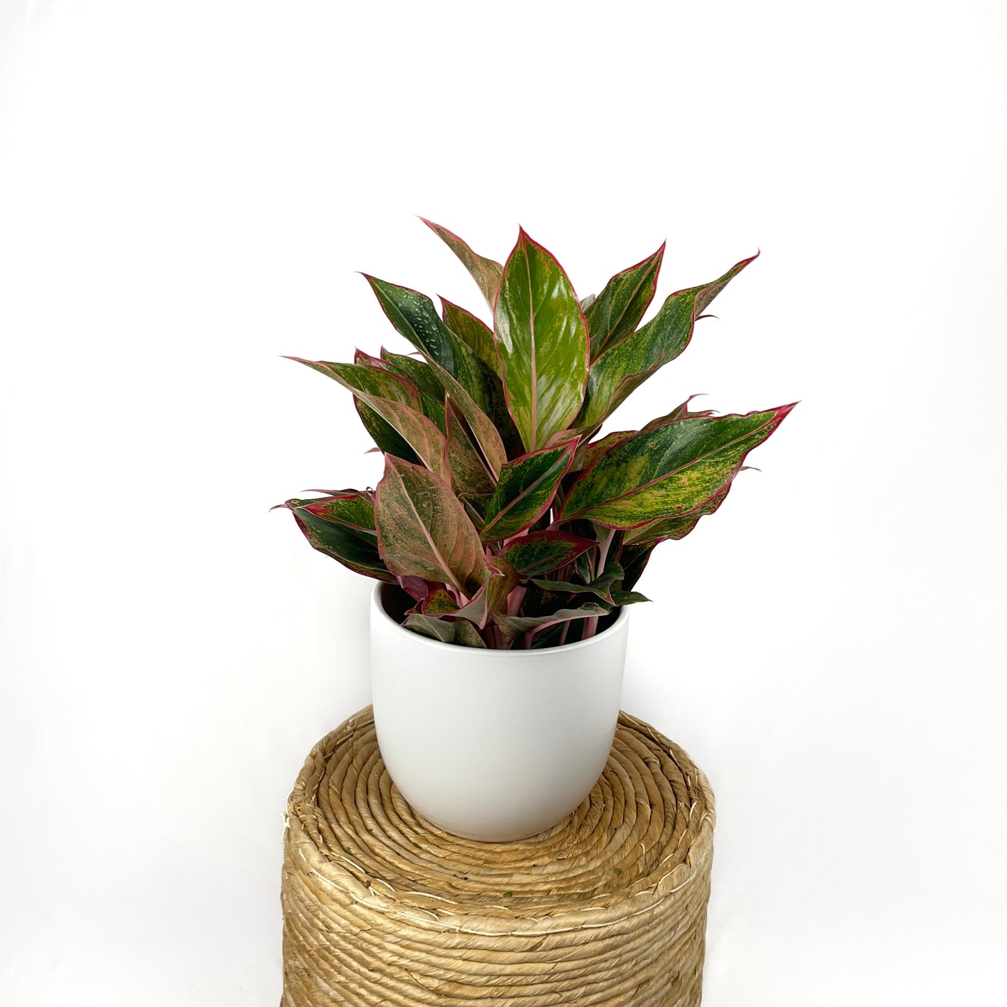Chinese Evergreen