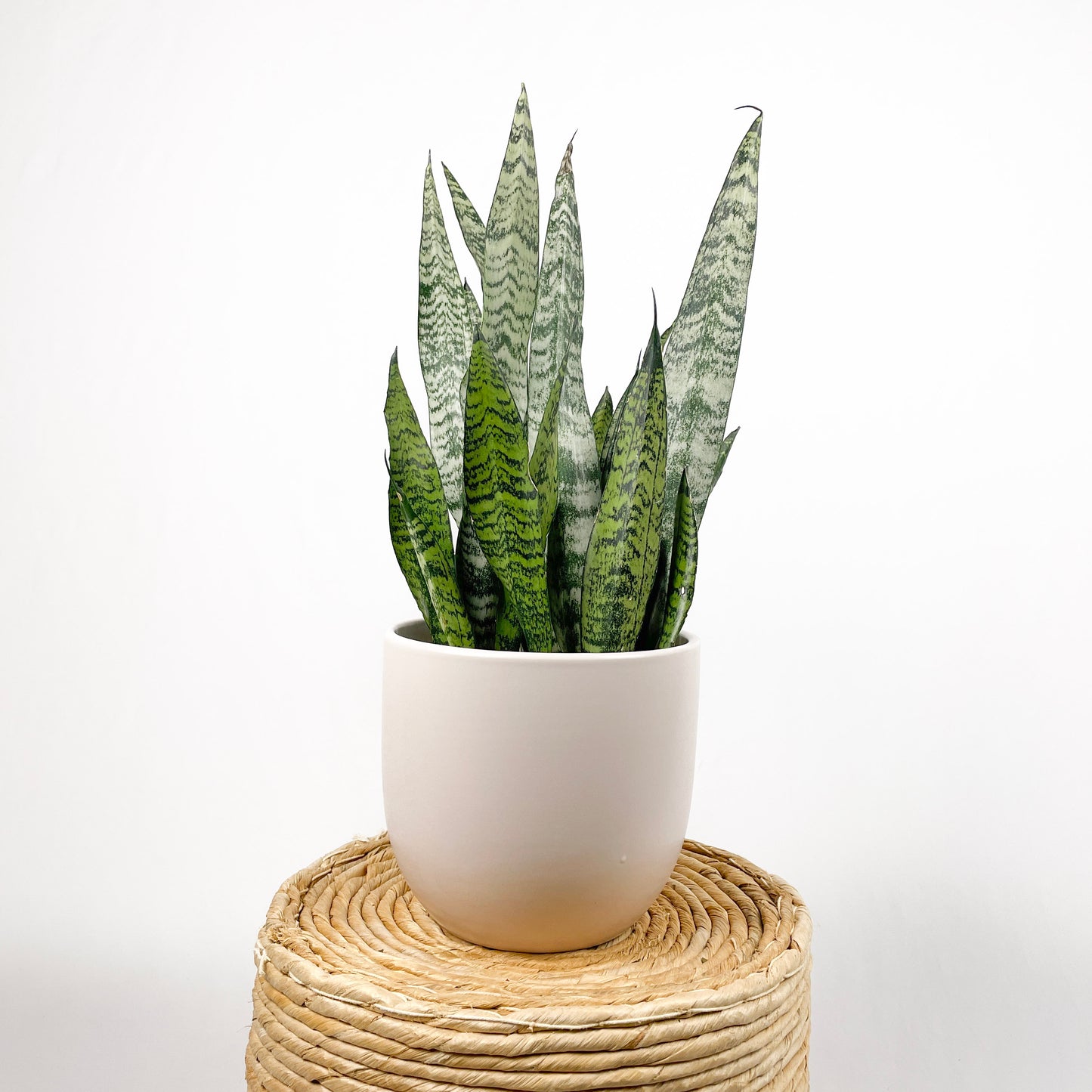 Sansevieria Zeylanica - Bowstring Hemp
