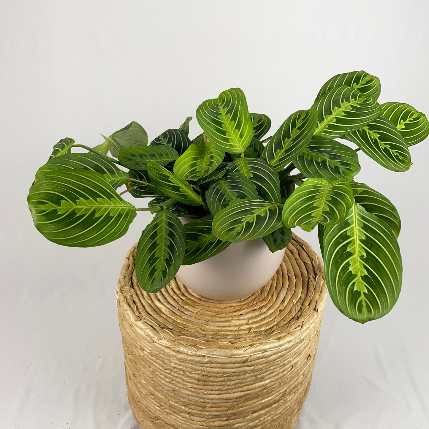 Maranta Lemon Lime