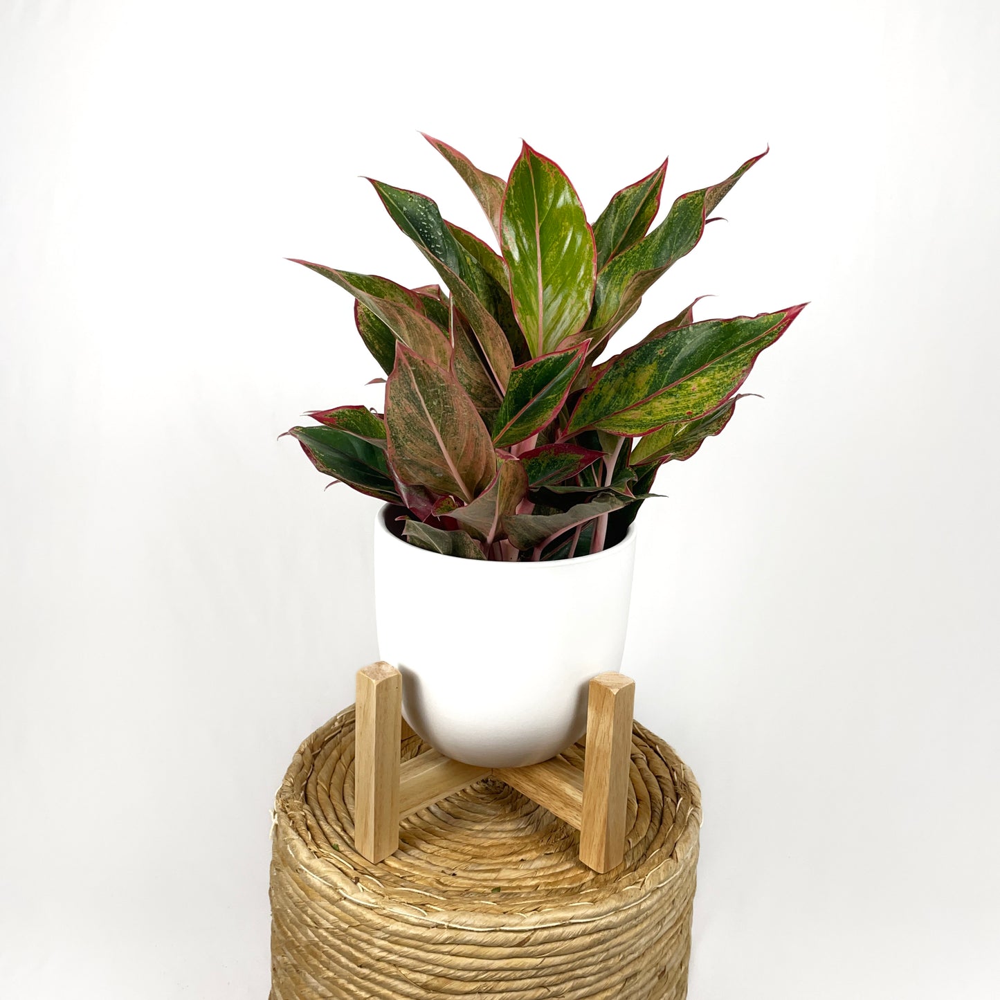 Chinese Evergreen
