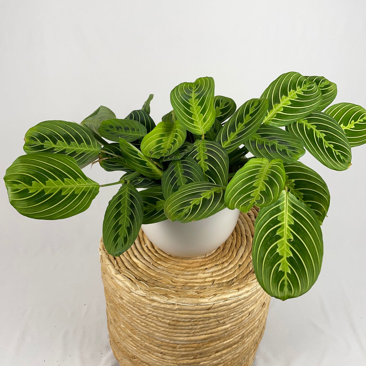 Maranta Lemon Lime