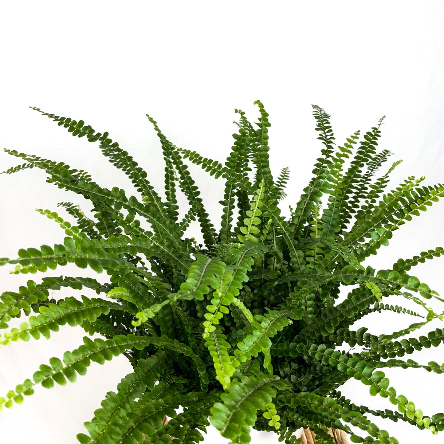 Lemon Button Fern