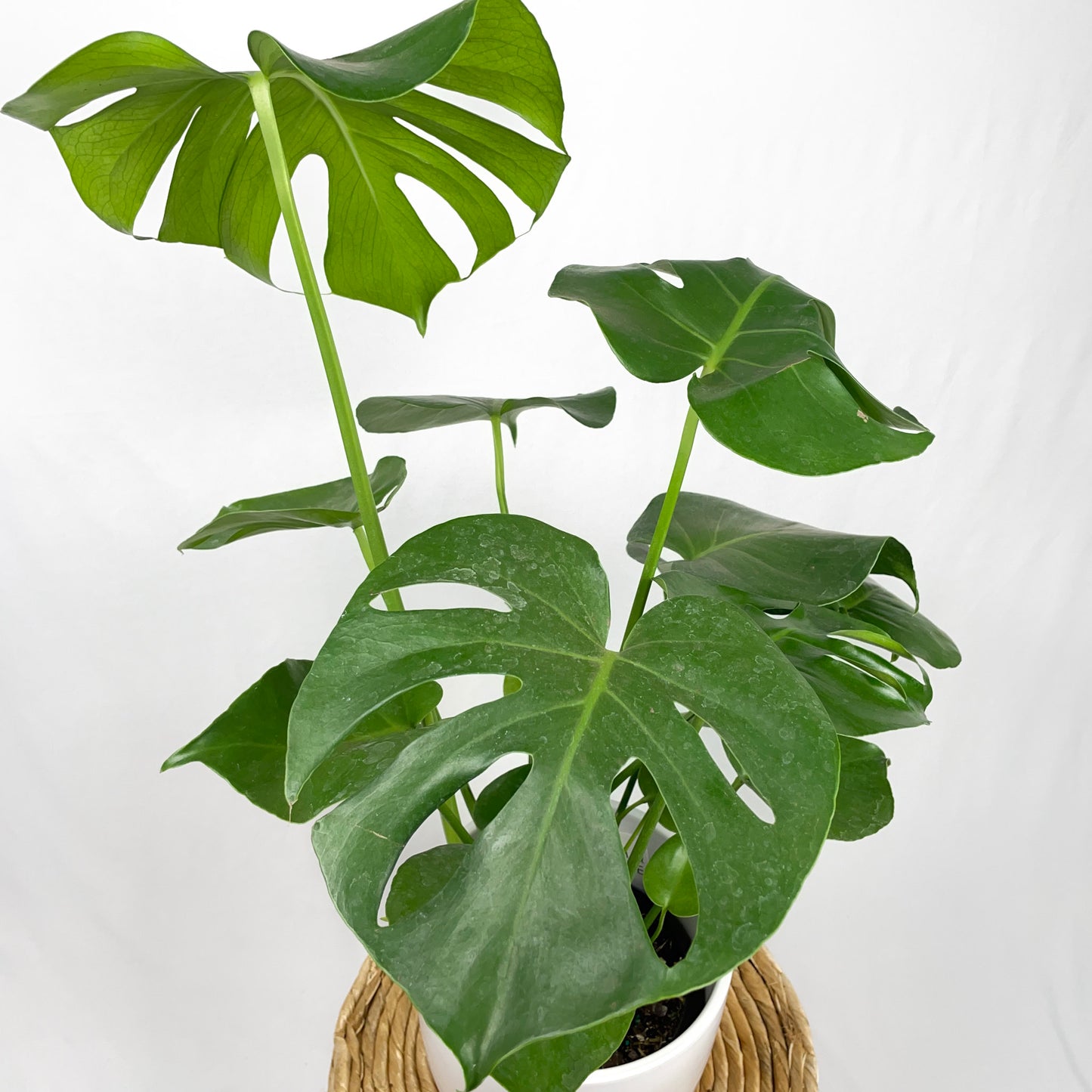 Monstera Deliciosa