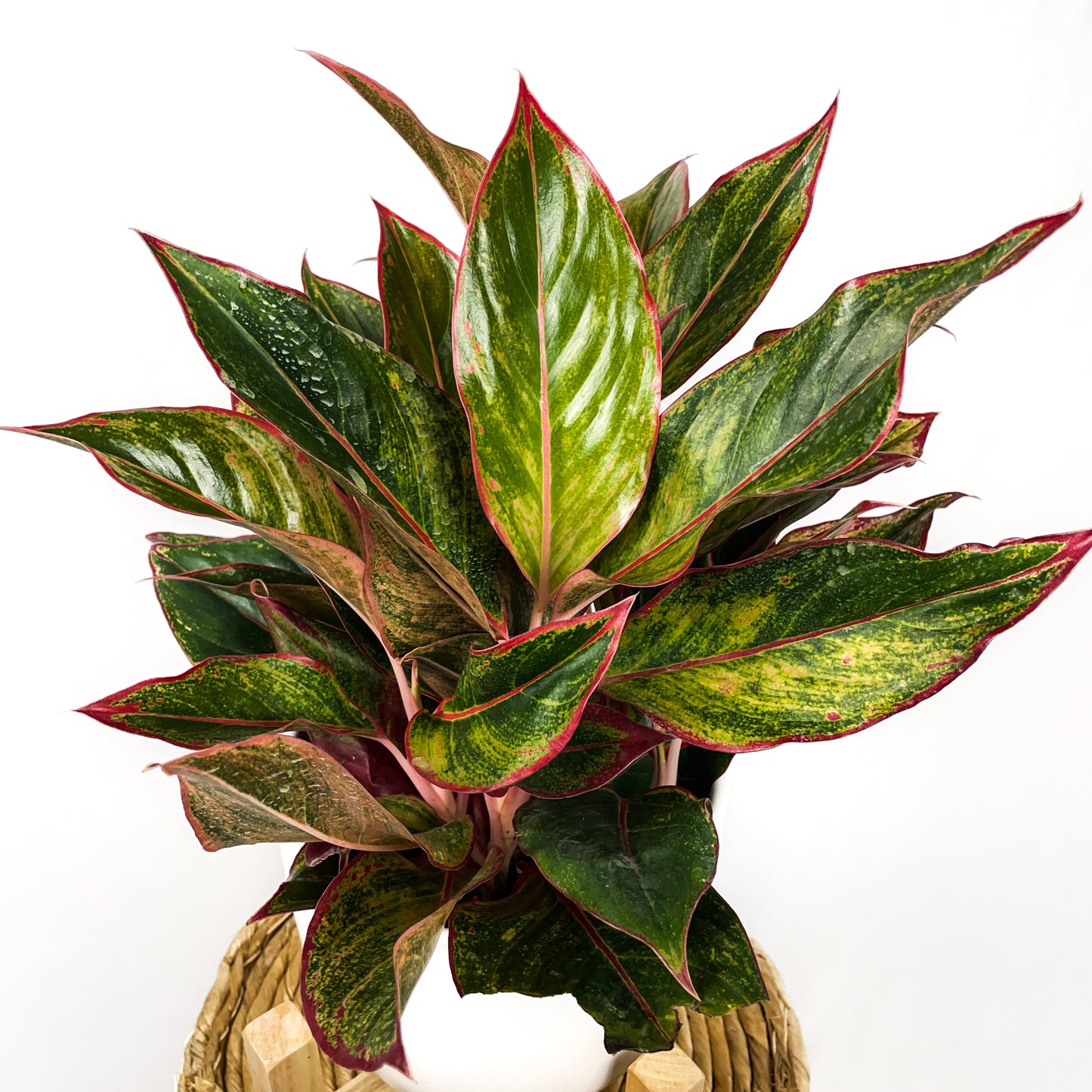 Chinese Evergreen